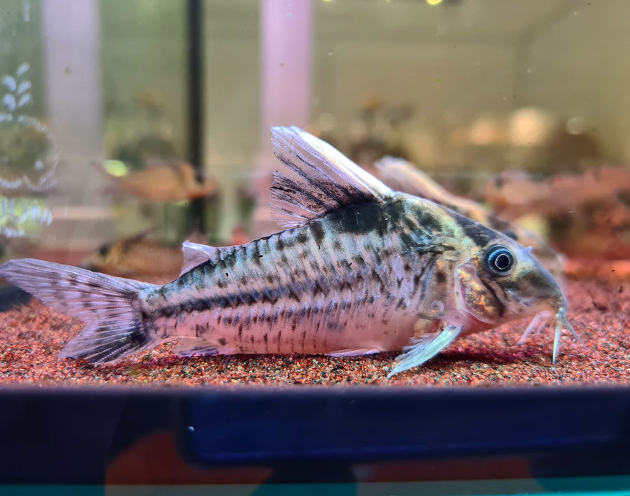 Corydoras Robustus