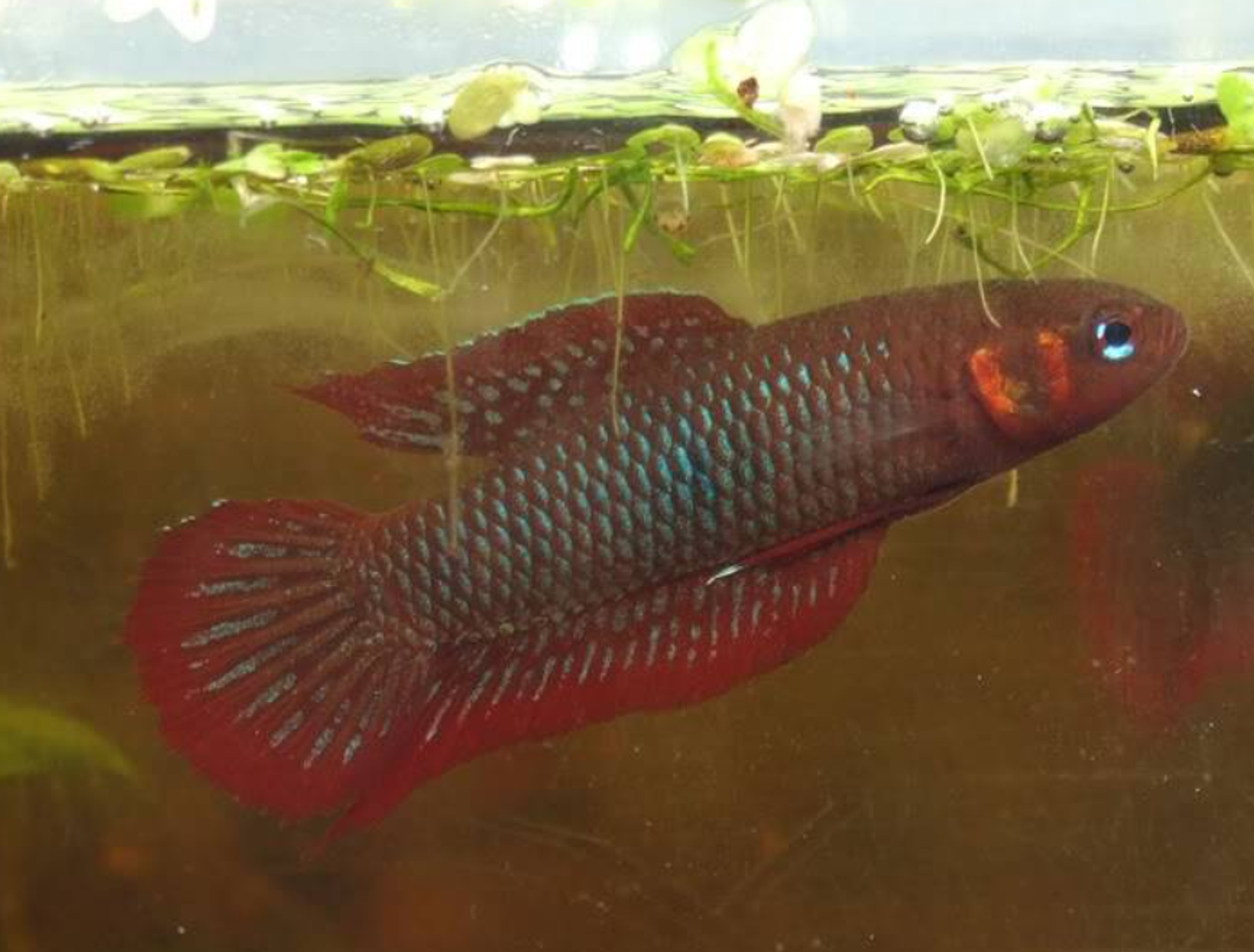 Betta Uberis