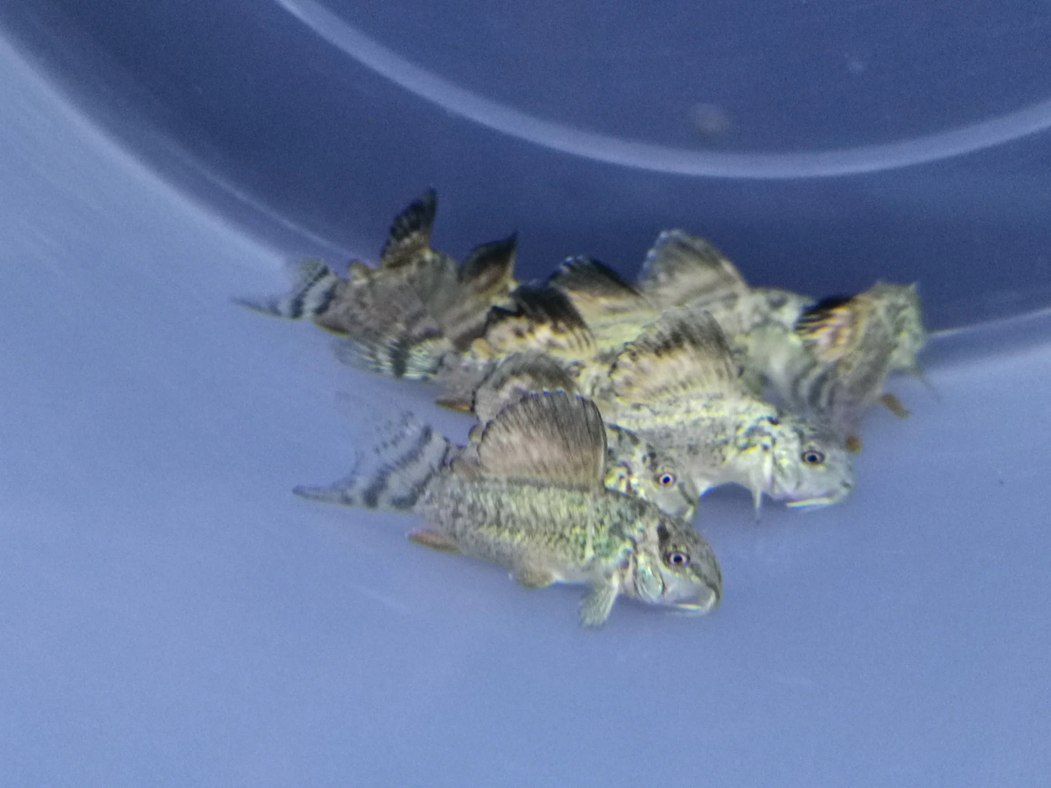 Corydoras Emerald Green 2.5-3cm