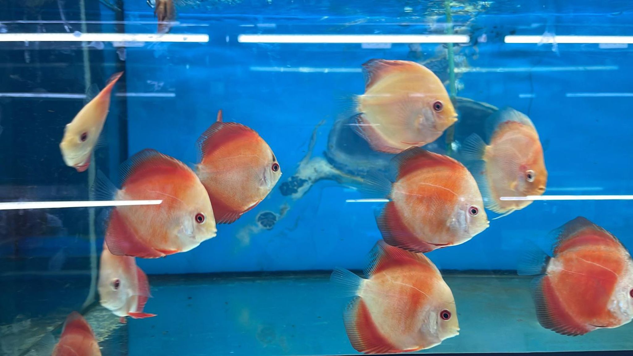 Discus (DD1260)