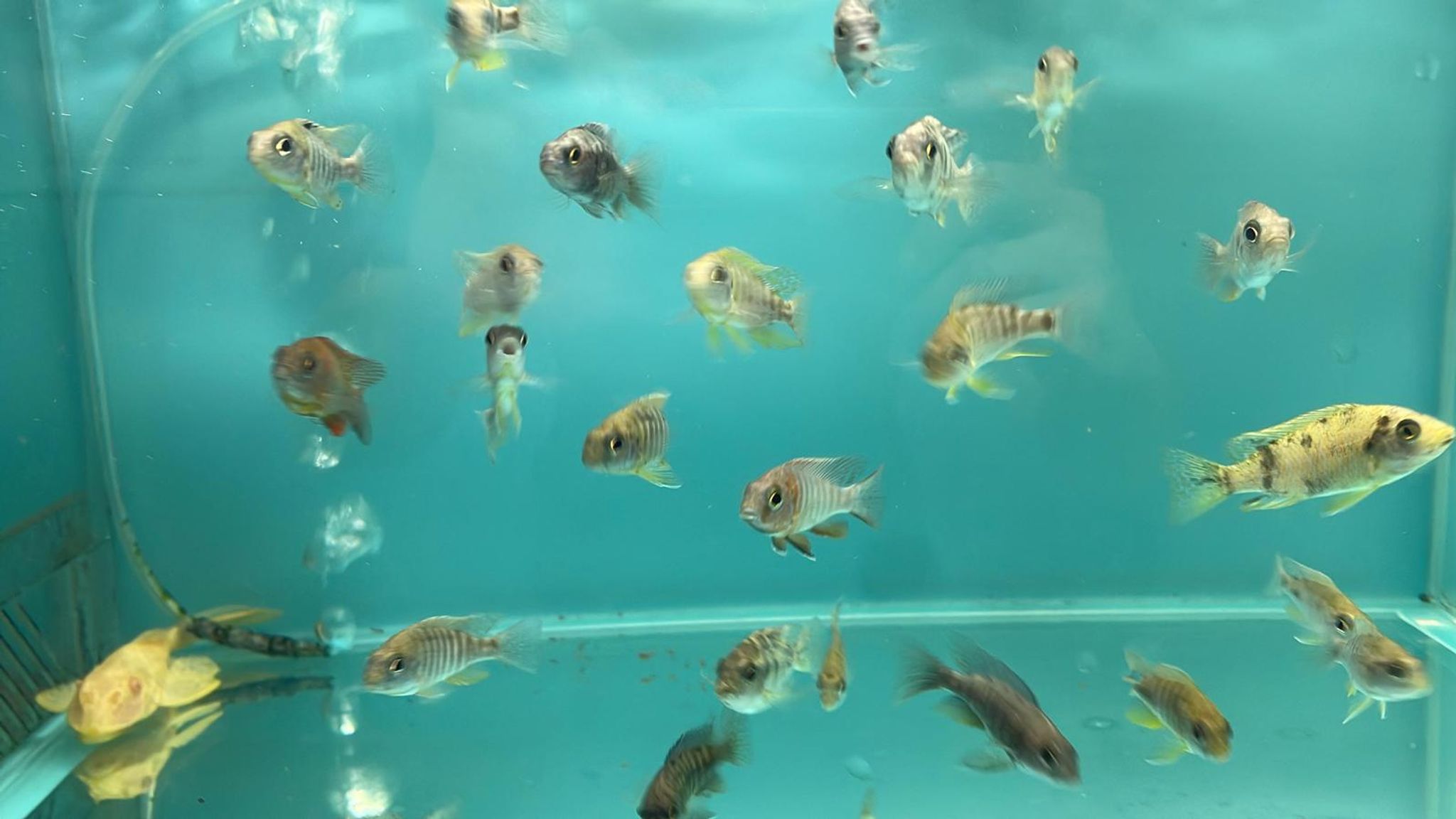 Assorted Peacock (CC6102)