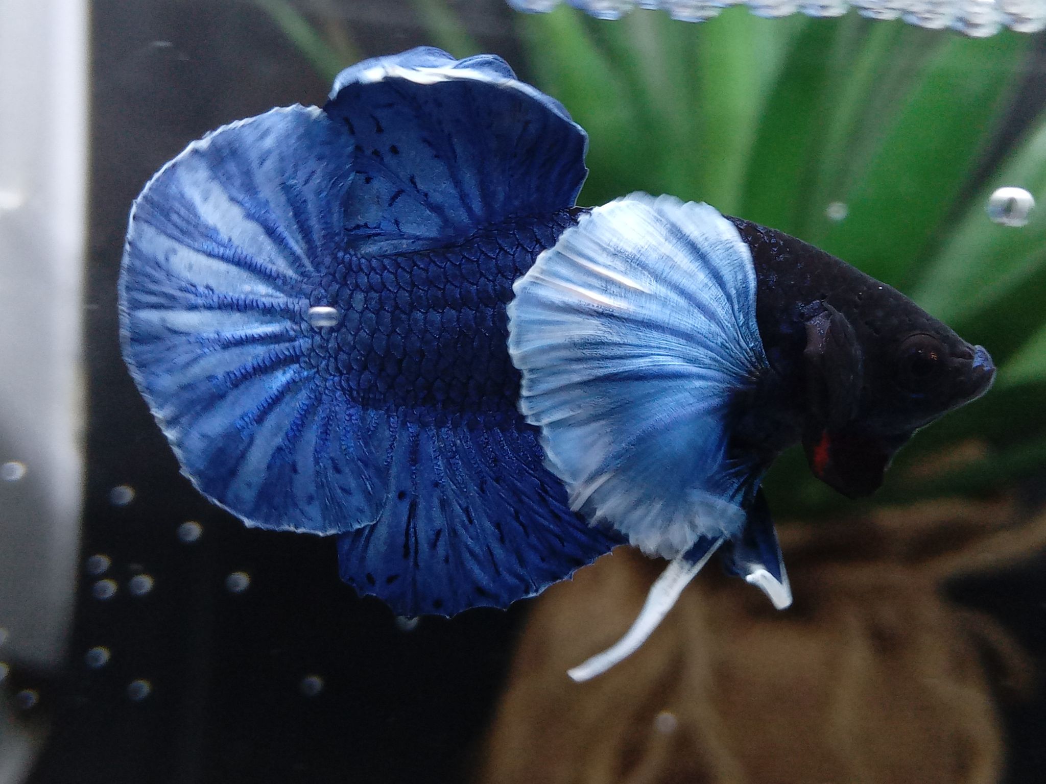 DUMBO ELEPHANT EAR BLUE BETTA FISH