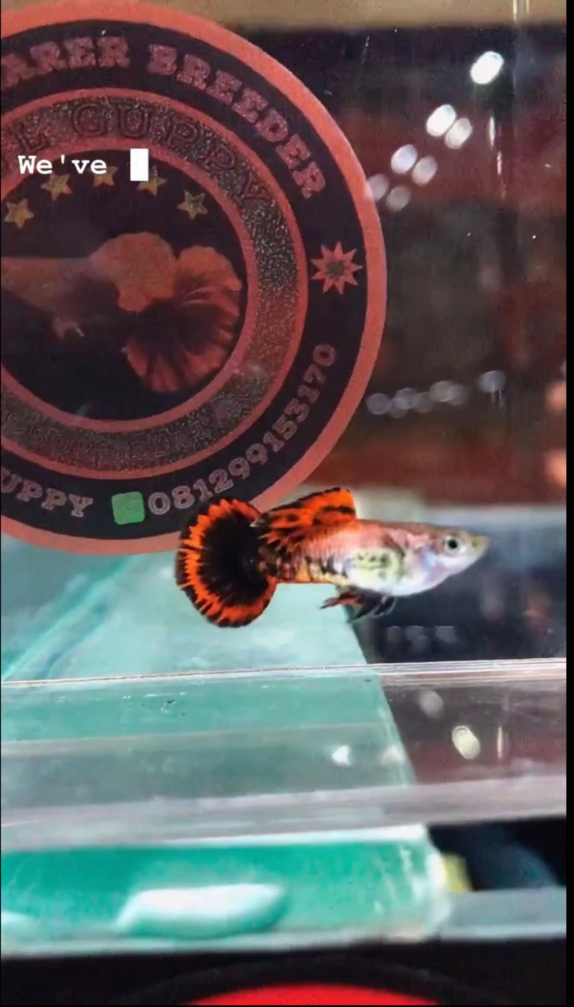 Magenta Round Tail rare strain