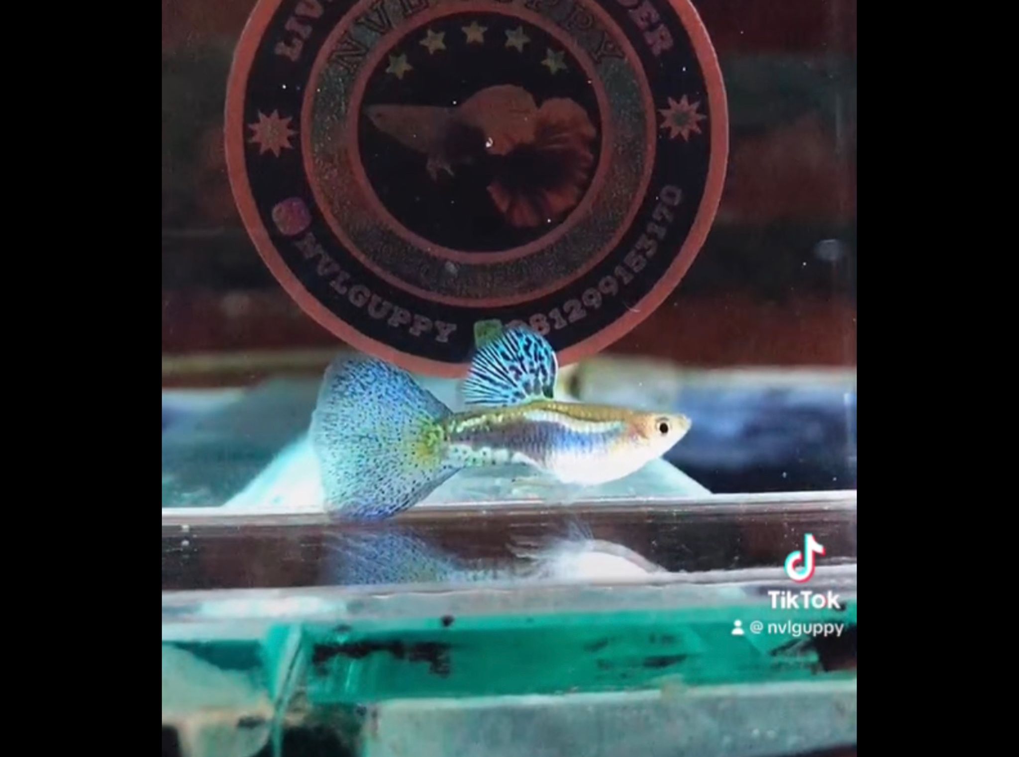 Guppy Blue Grass big dorsal big tail
