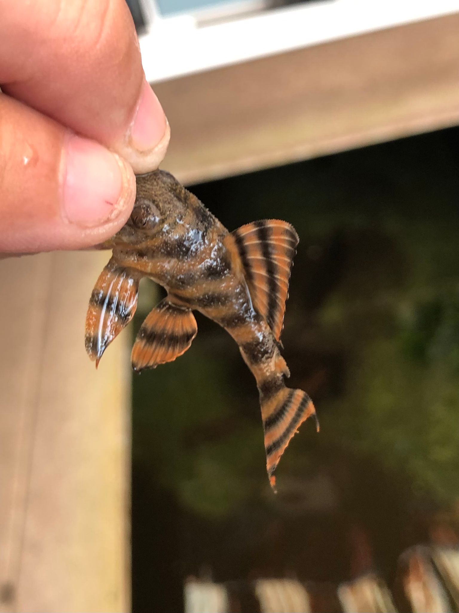 L397 Alenquer Tiger Pleco 3cm