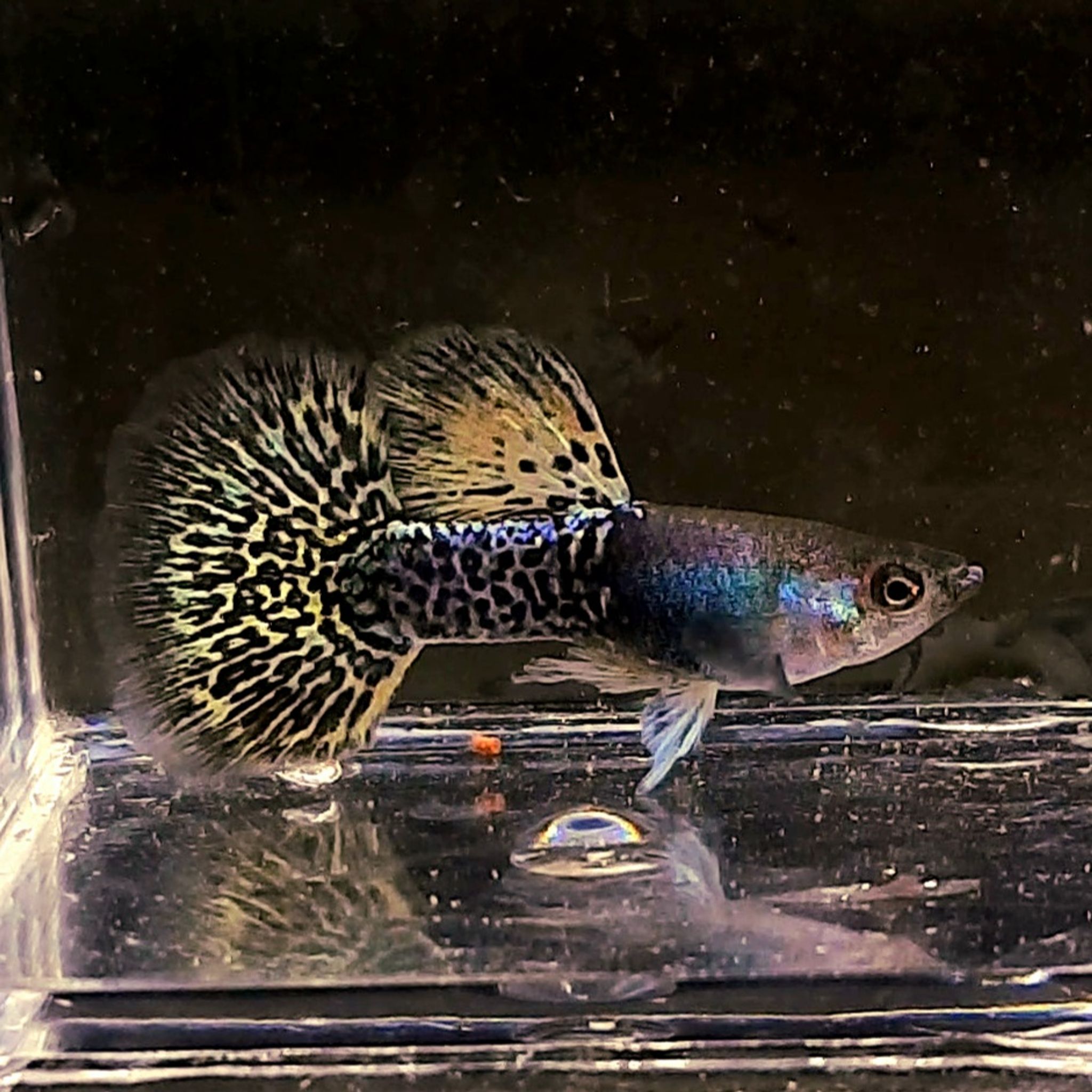 Guppy Metal Yellow Dragon Halfmoon