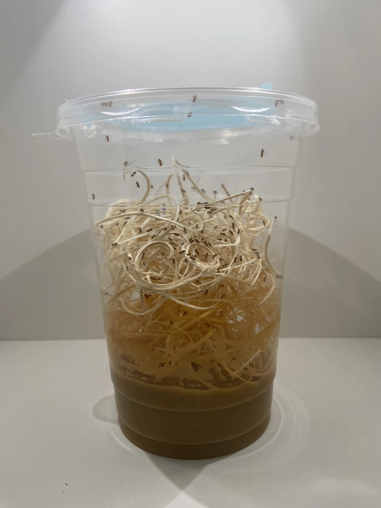 Flightless Fruit Flies