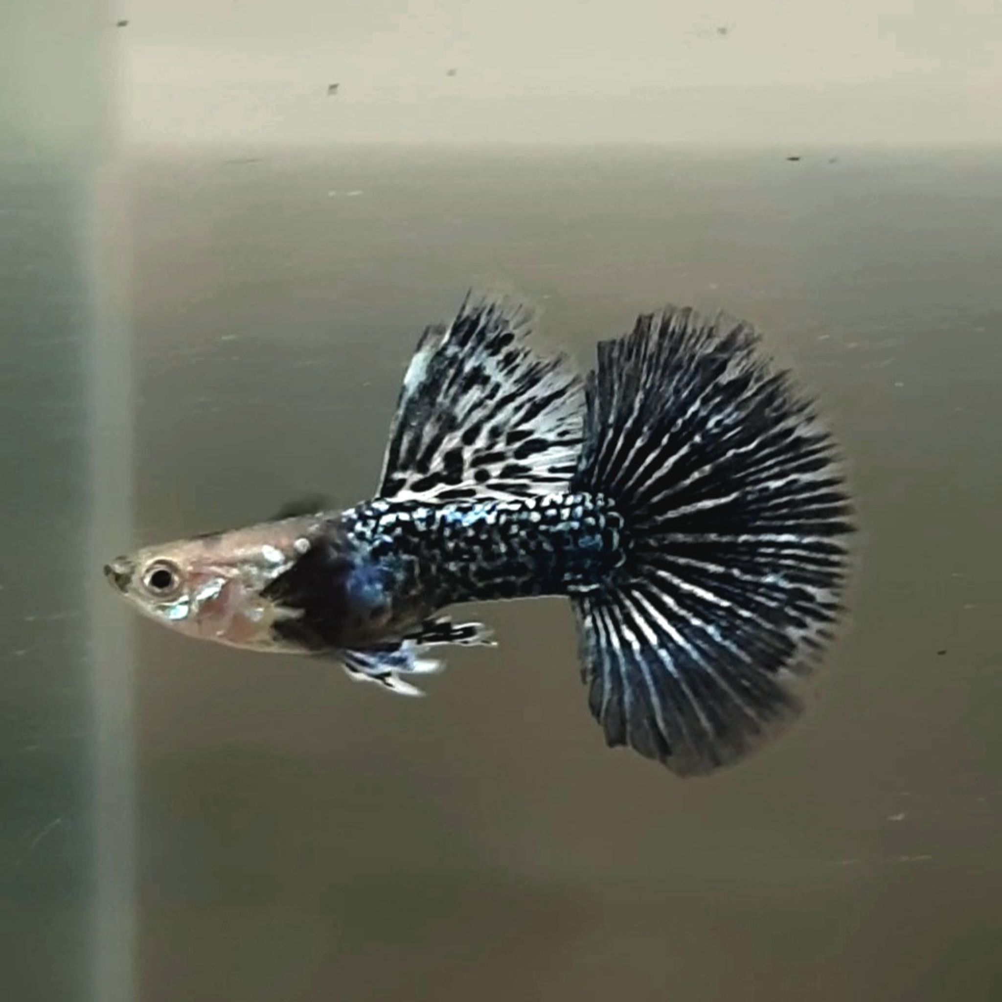 Guppy Green Dragon Halfmoon