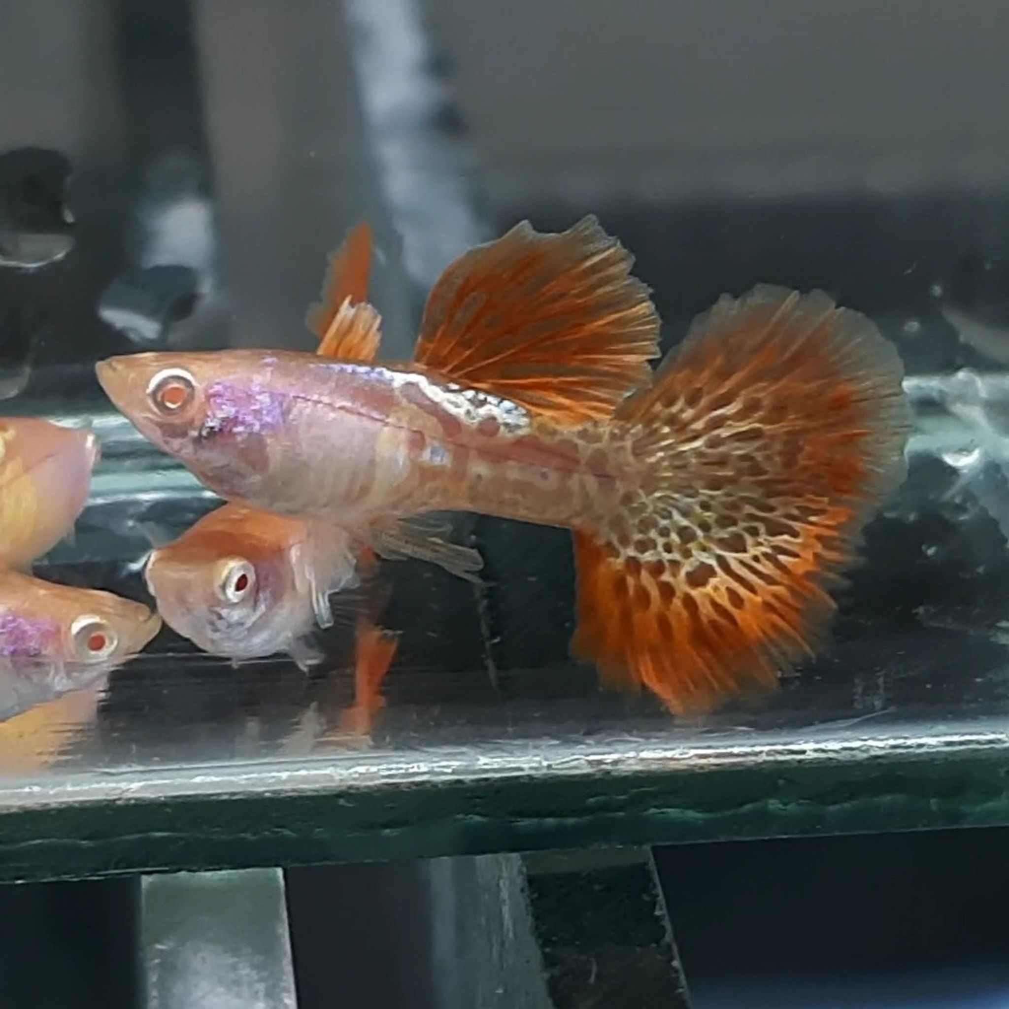 Guppy Albino Metal Red Lace Rosetail