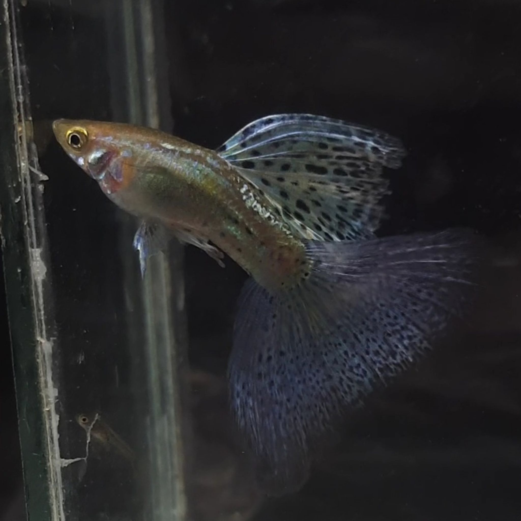 Guppy Blue Grass