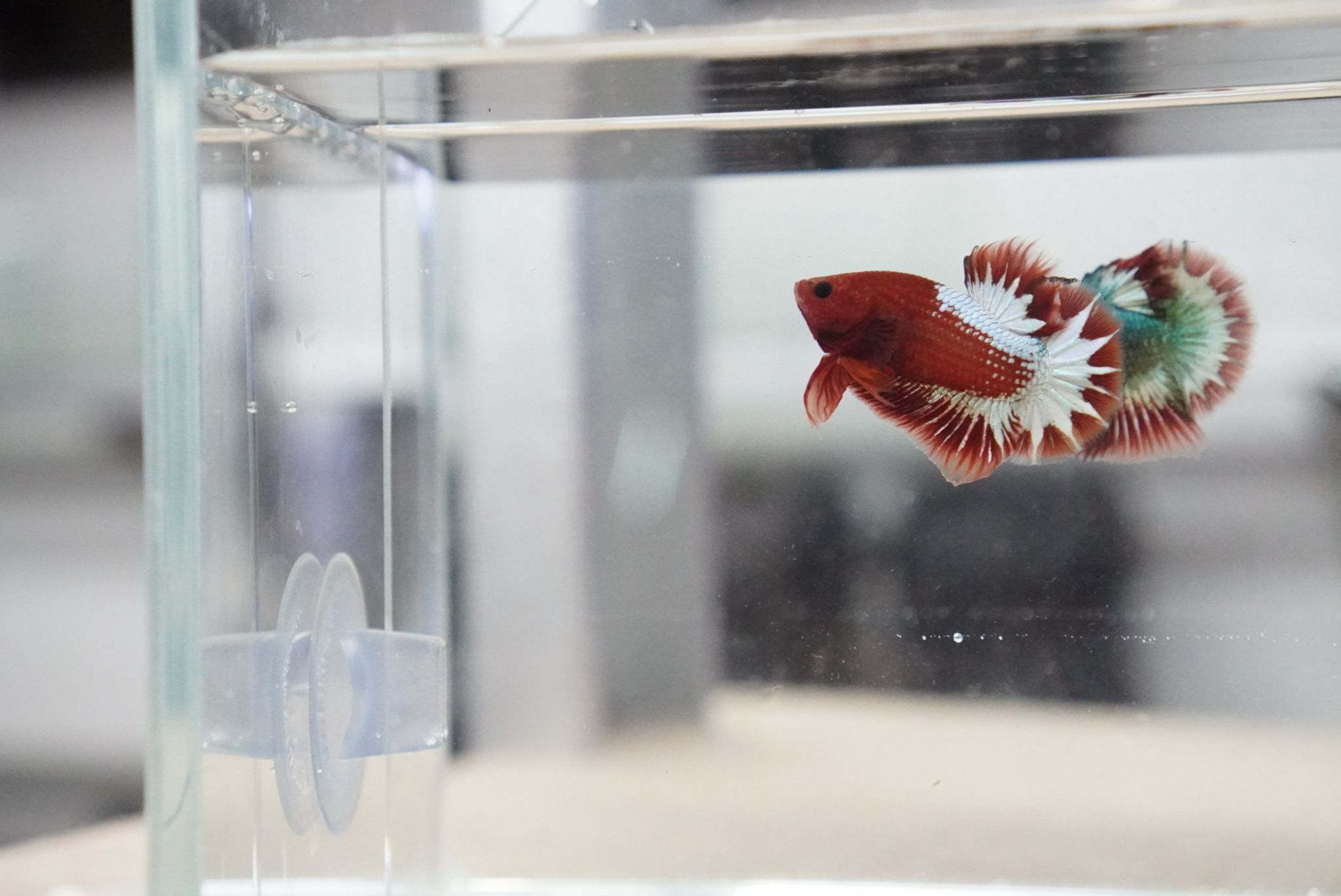 Red FCCP Betta Fish