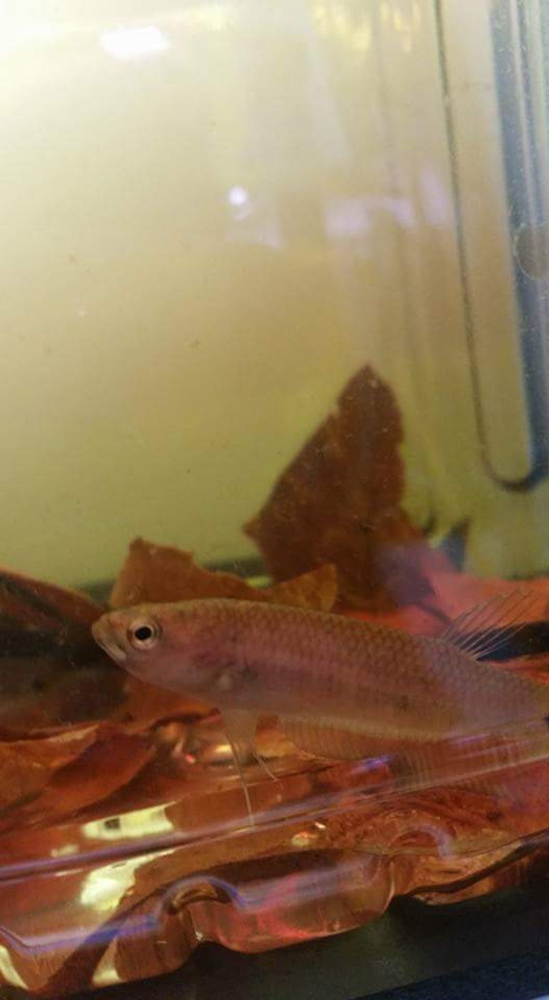 Betta Ocellata