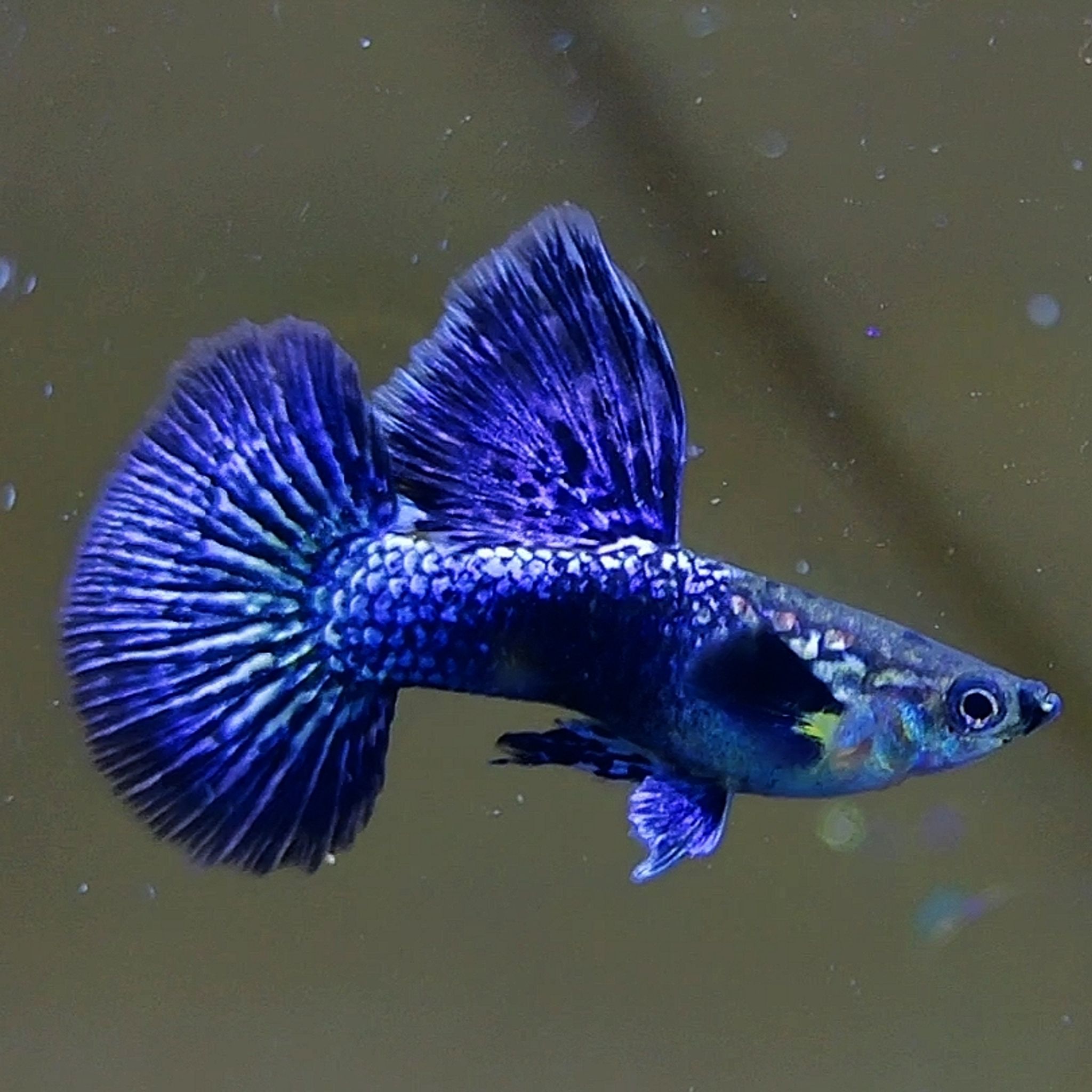 Blue dragon Premium Guppys