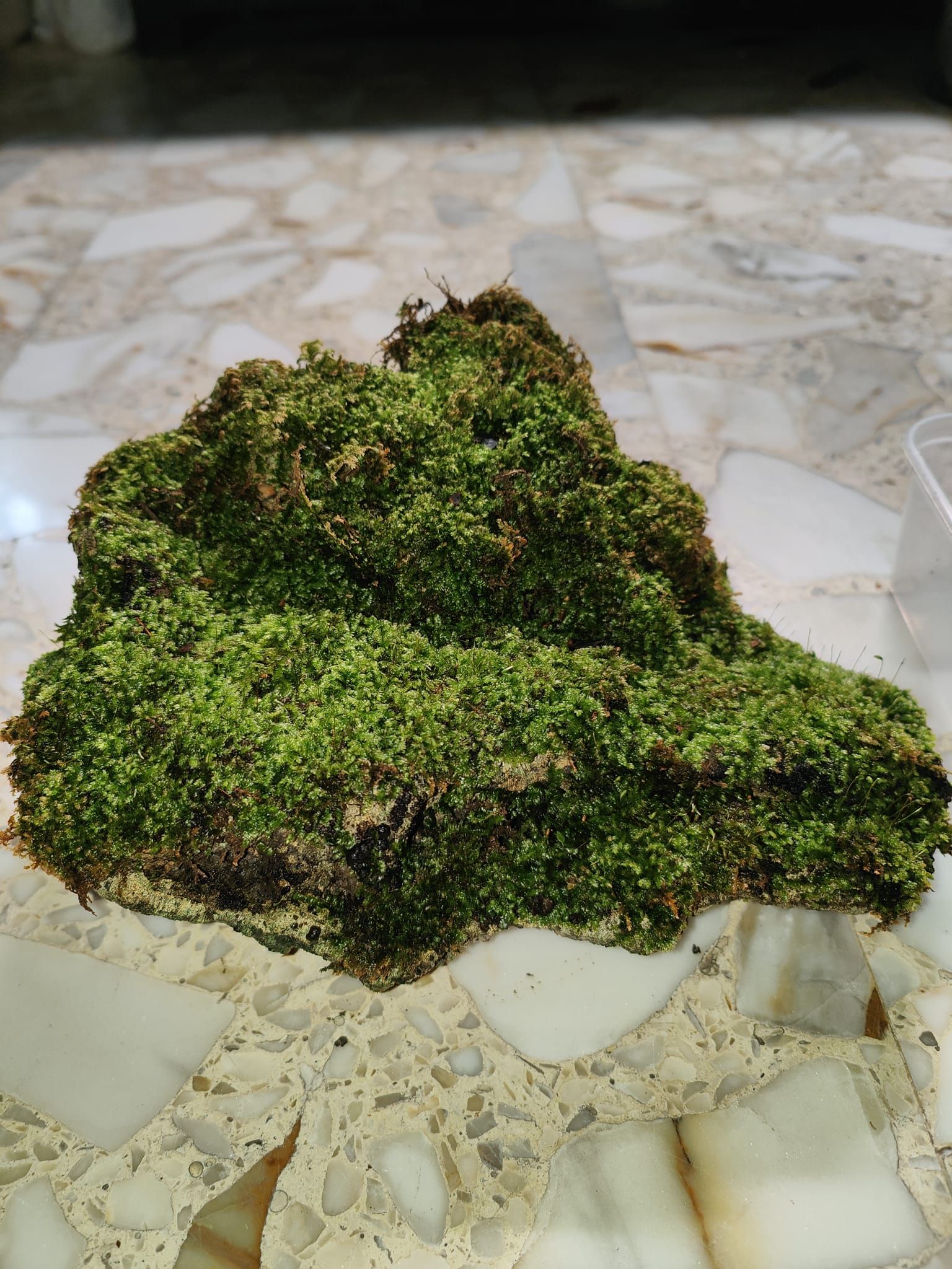 Moss live moss on coral stone terrarium