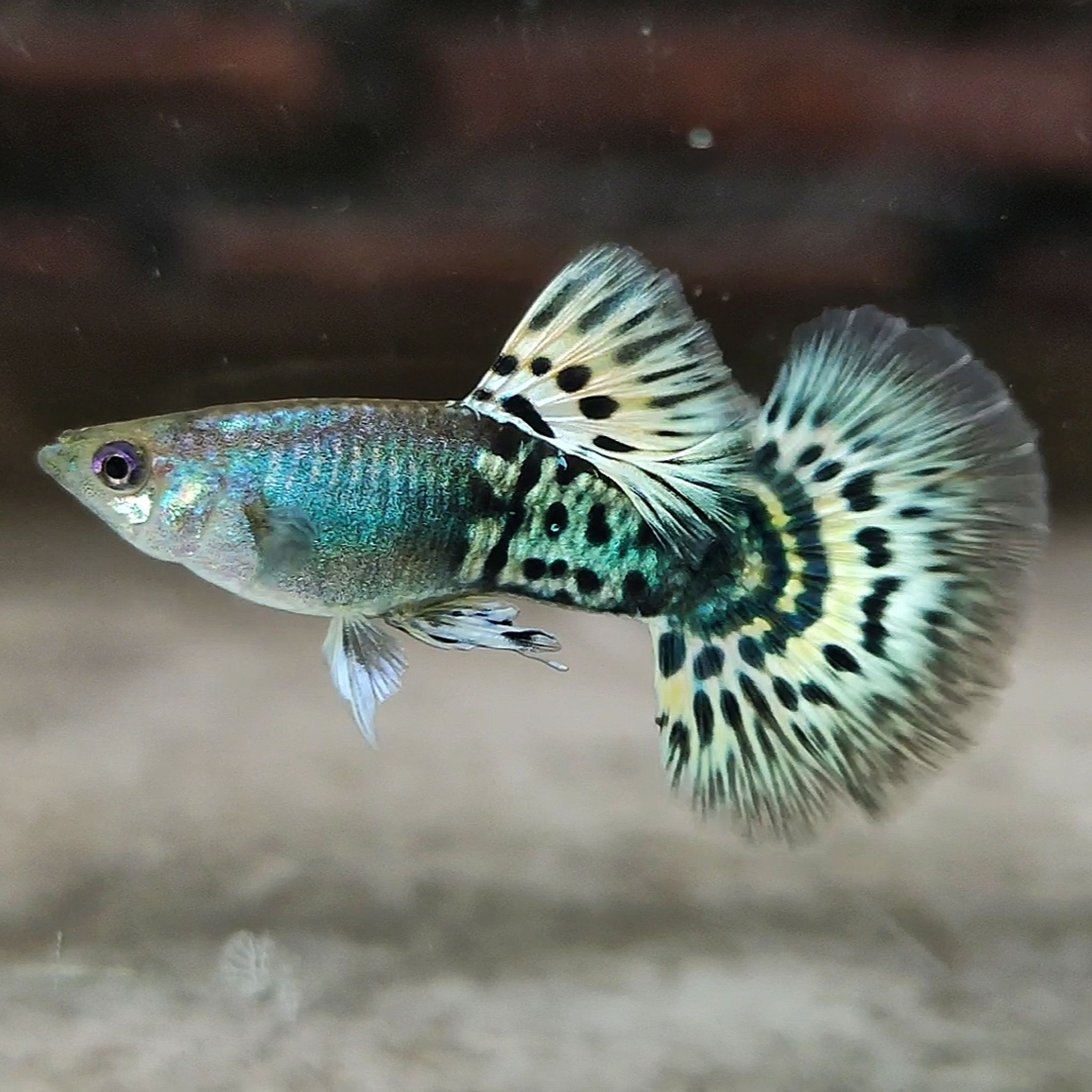 Mettal snakeskin yellow mosaik guppys
