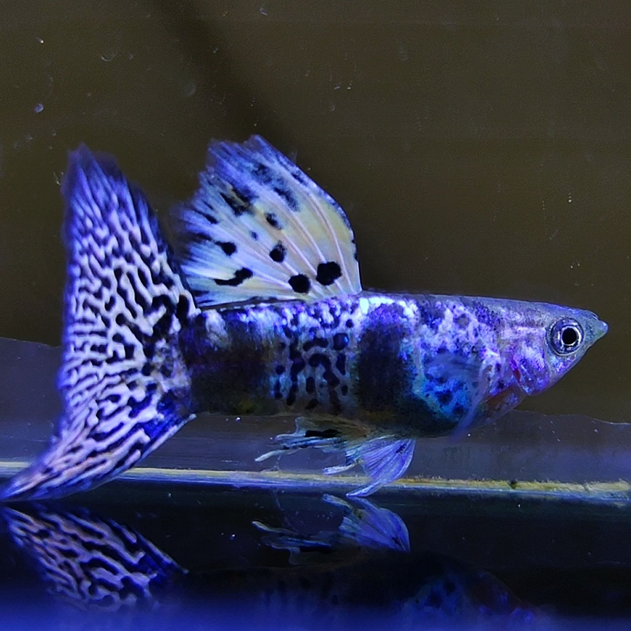 Yellow Tiger King Cobra Guppys