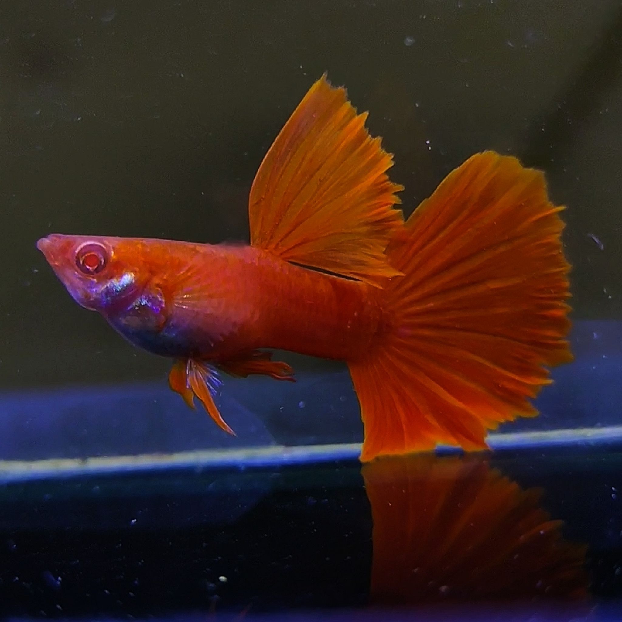 Albino full red Guppys