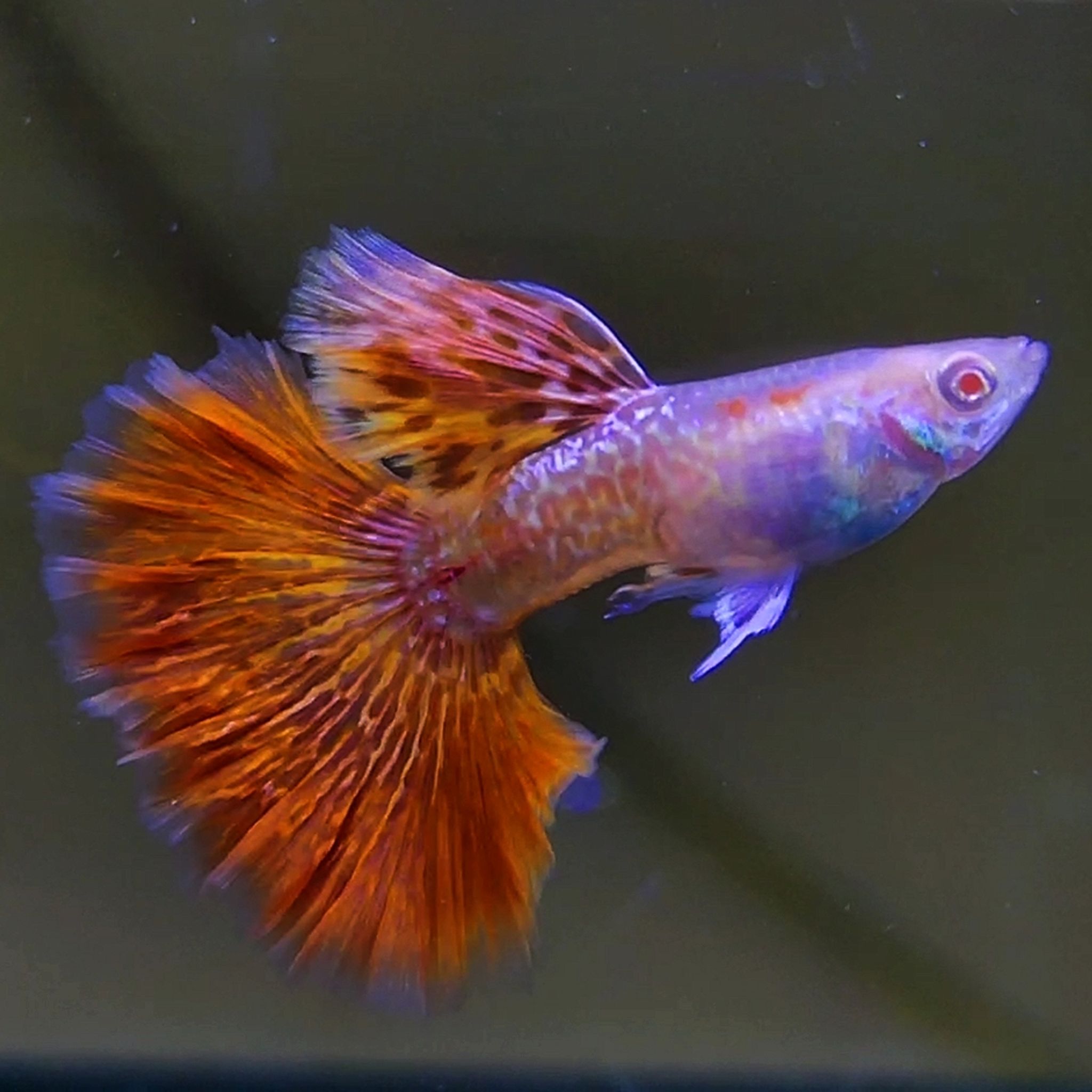 Albino red dragon New Guppys 