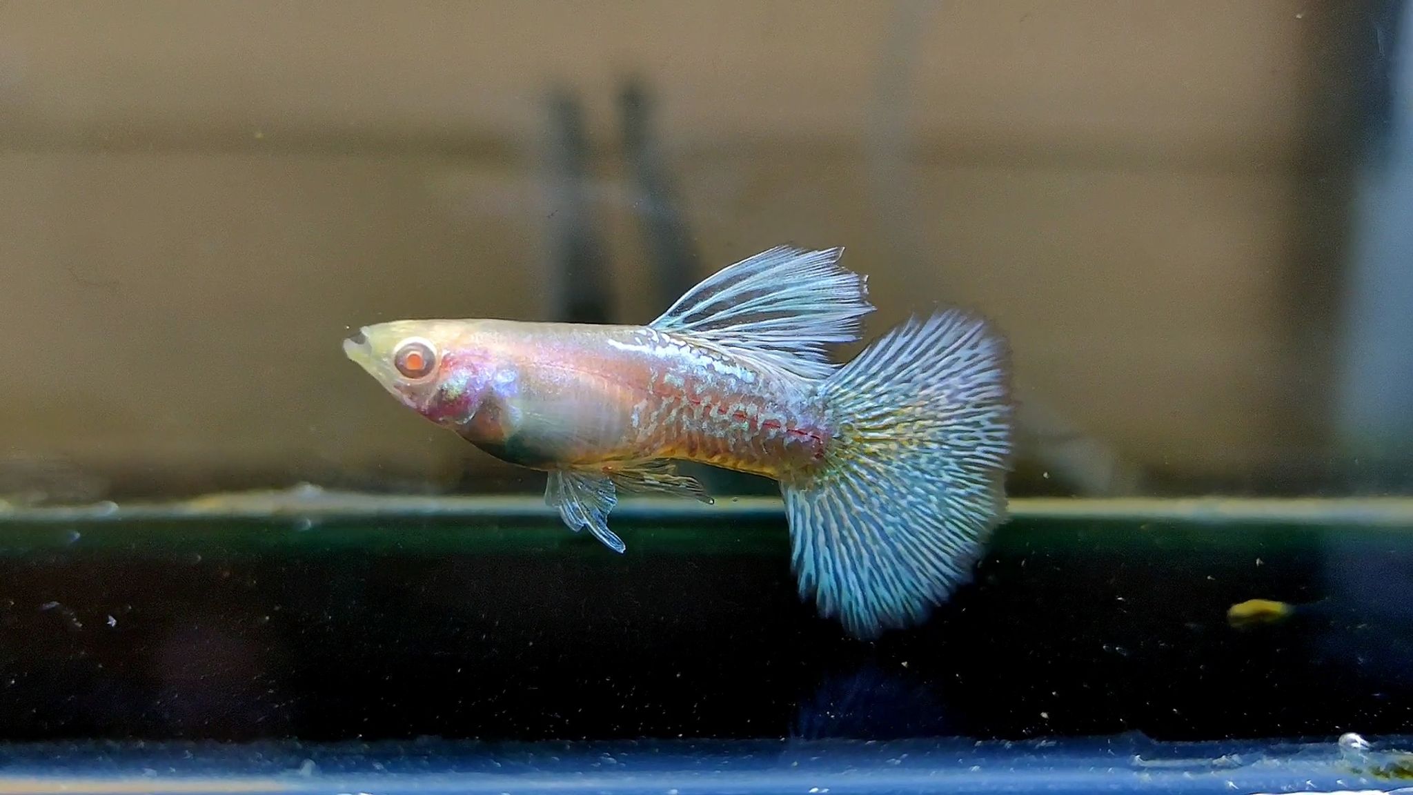Albino mettal snakeskin blue dragon guppys