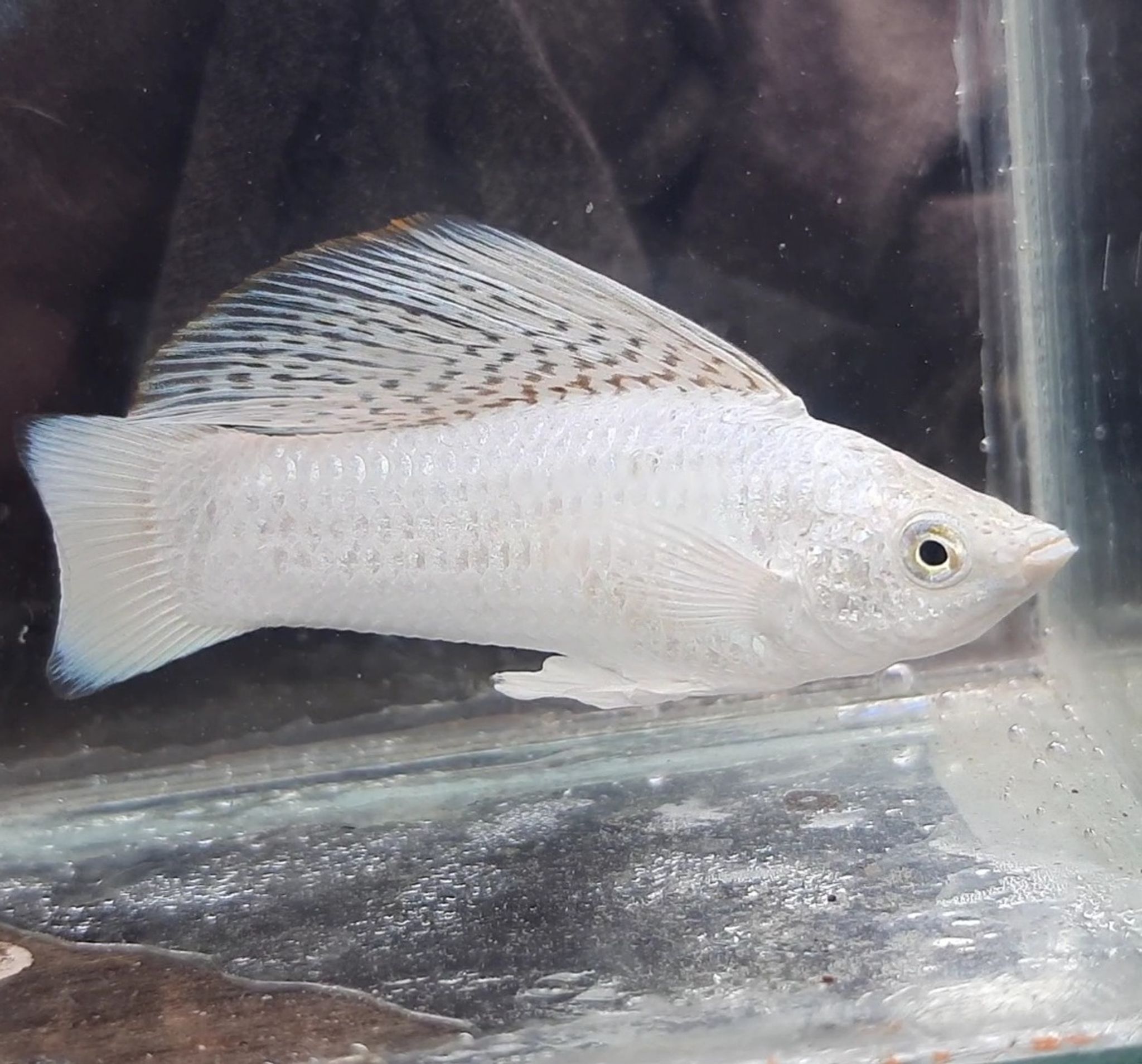 Molly Platinum Sailfin