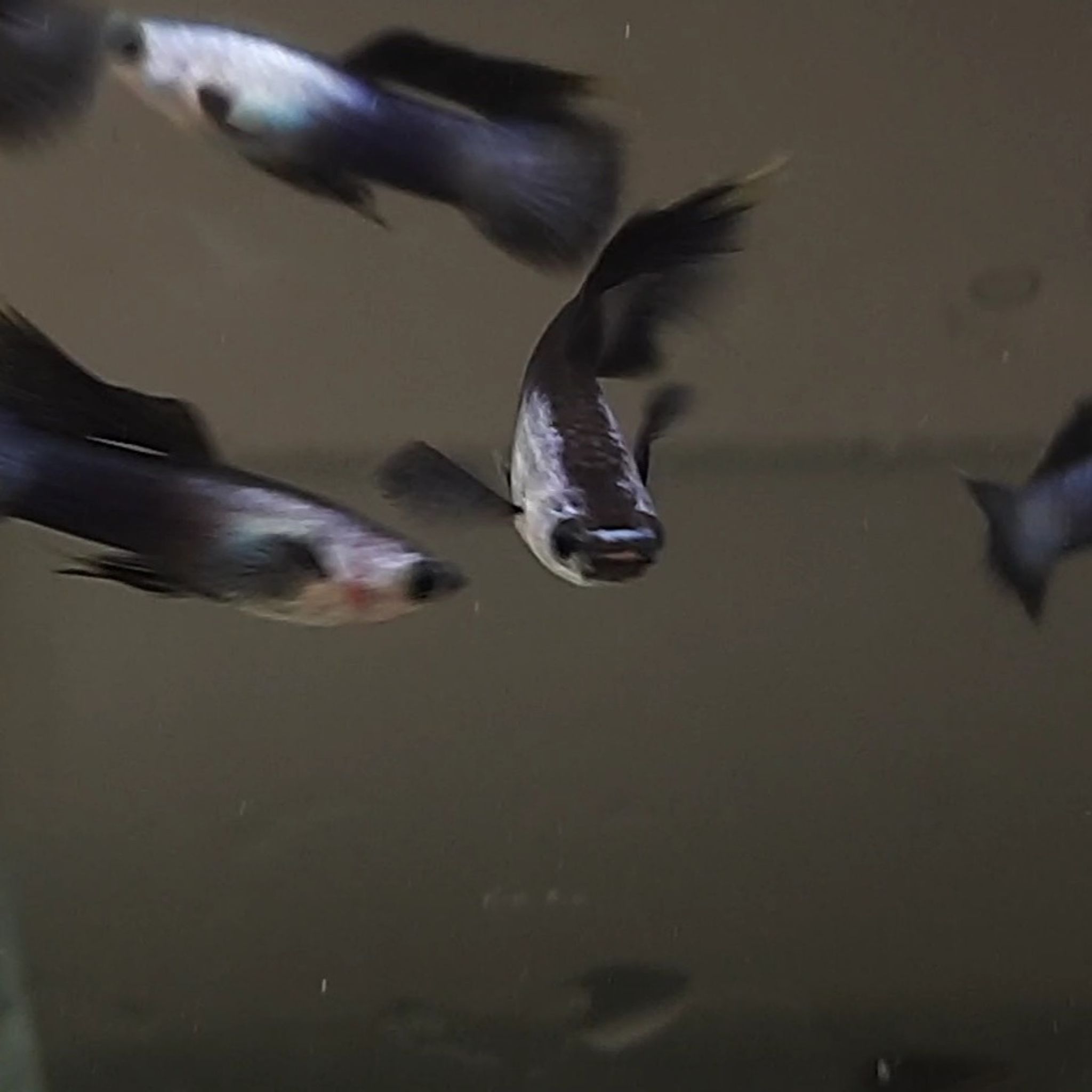 Guppy Mini Panda