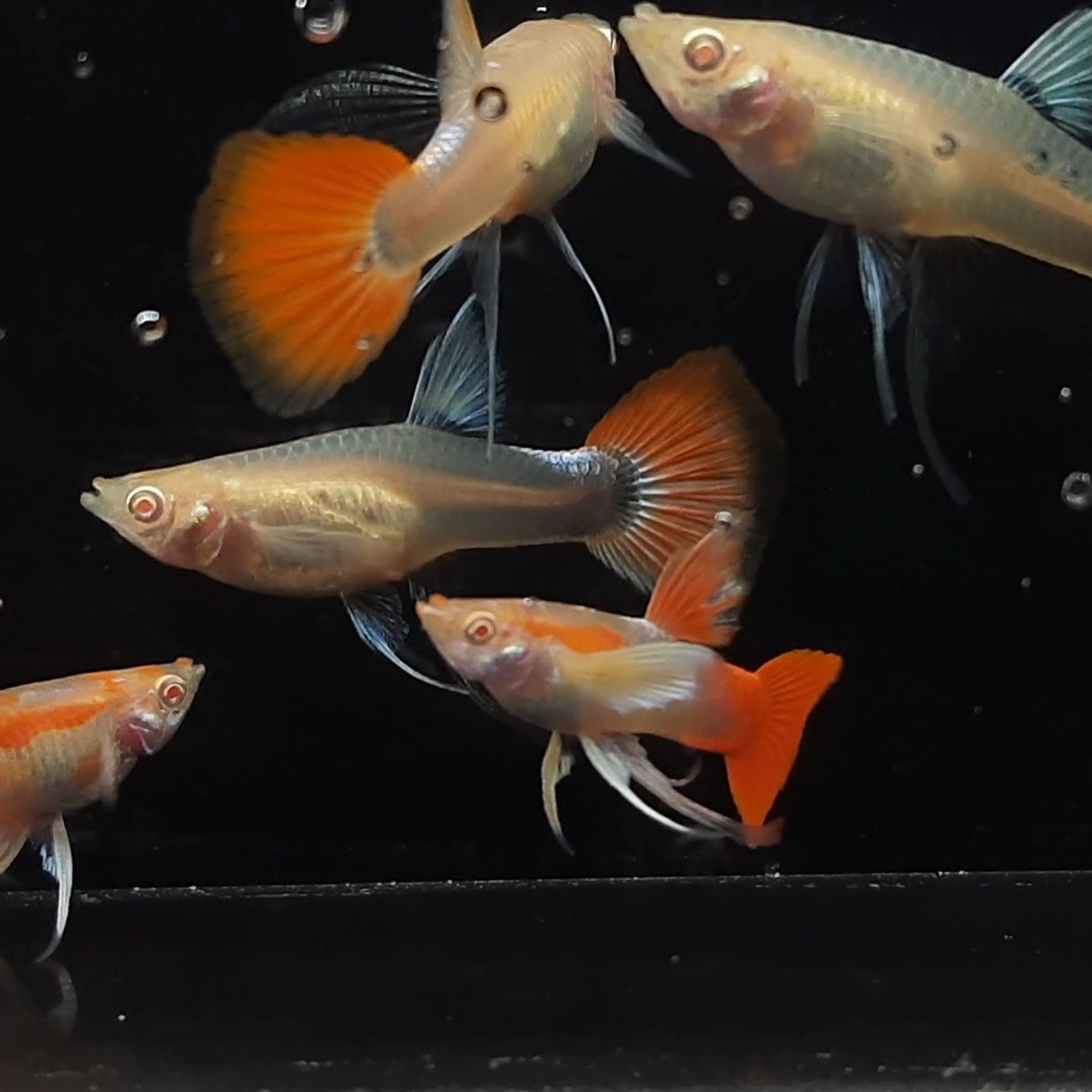 Guppy Albino Tuxedo Redtail White Ear Ribbon