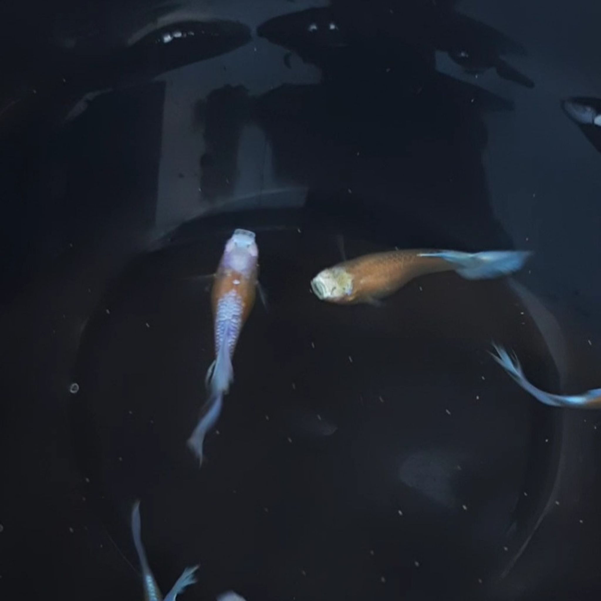 Guppy Albino Blue Koi