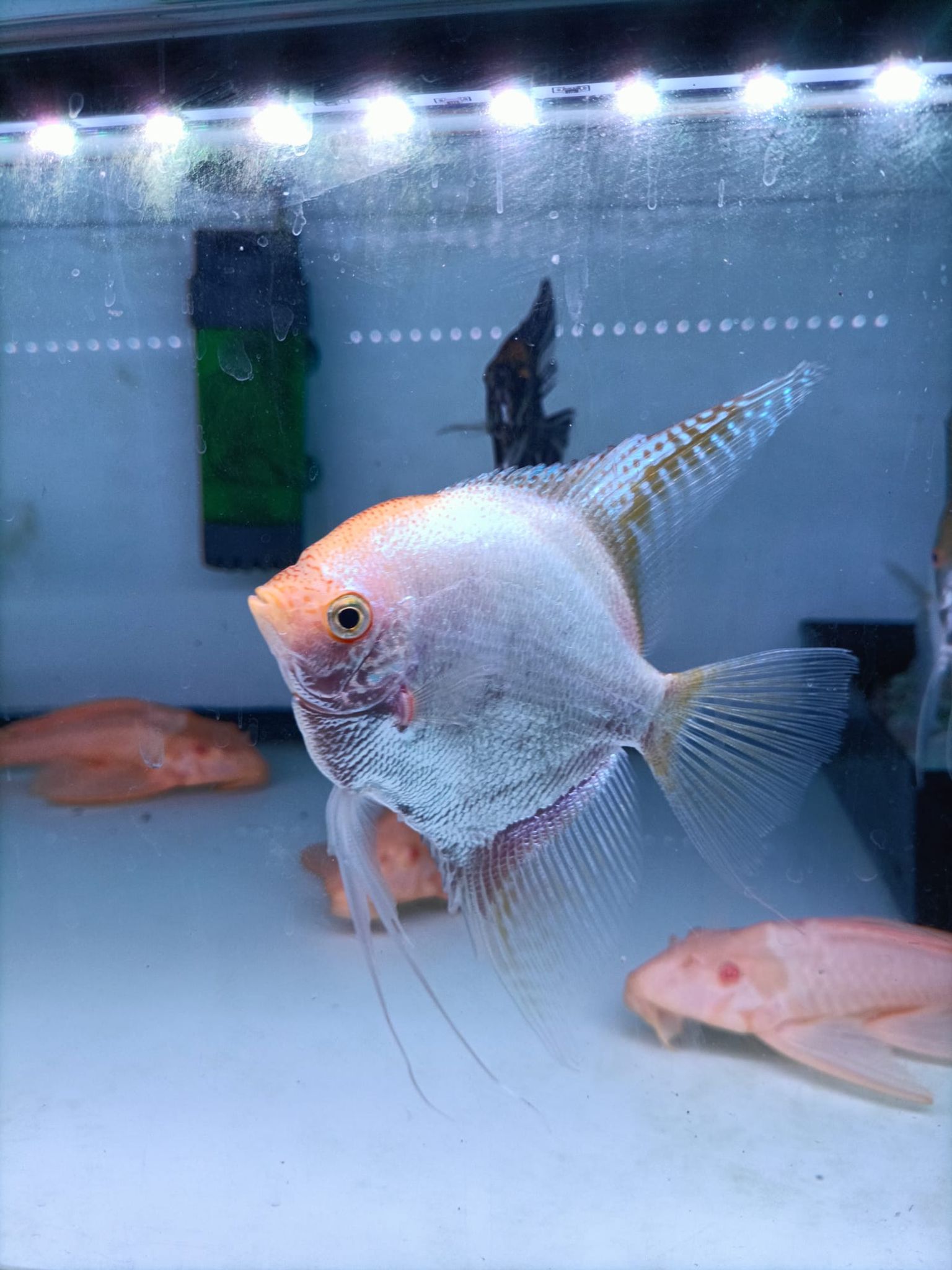 XL size angelfish