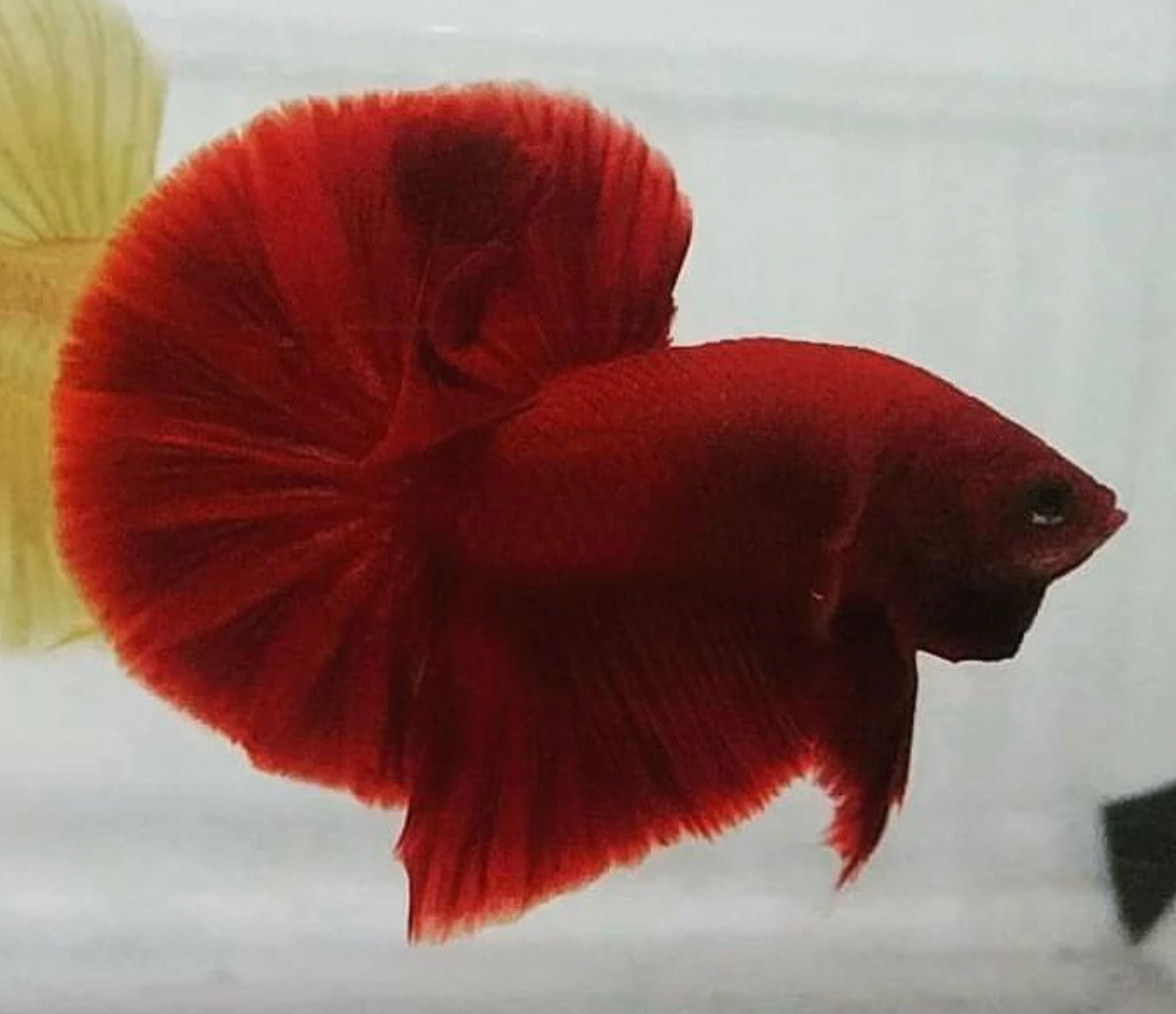 Betta Halfmoon Plakat Super Red Solid