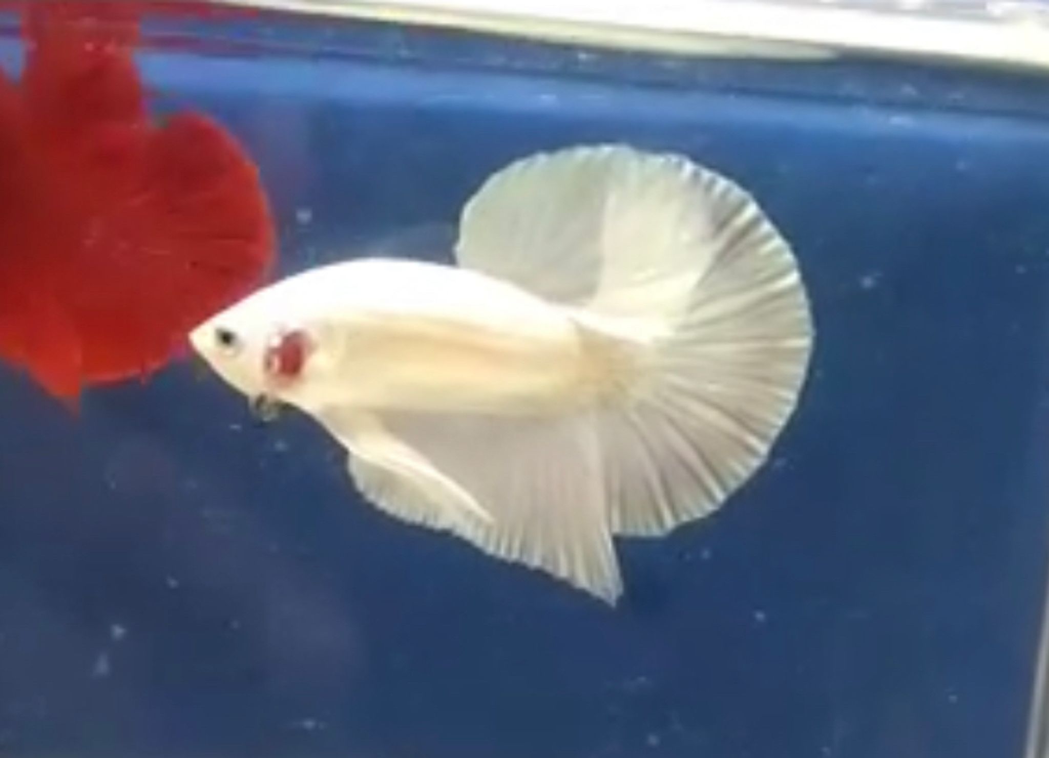 Betta Halfmoon Plakat White Platinum Solid