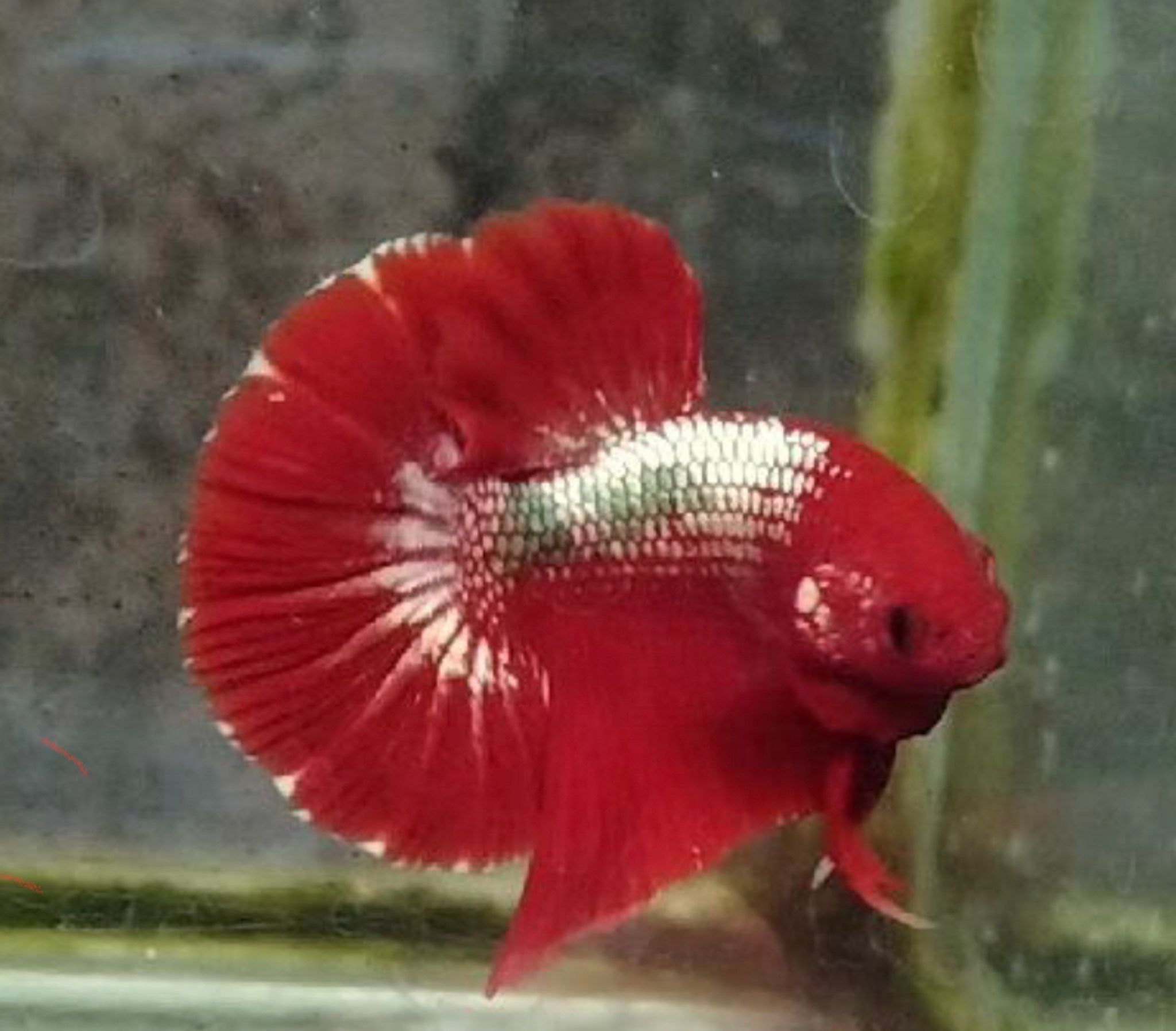 Betta Halfmoon Plakat Red White Fancy Copper