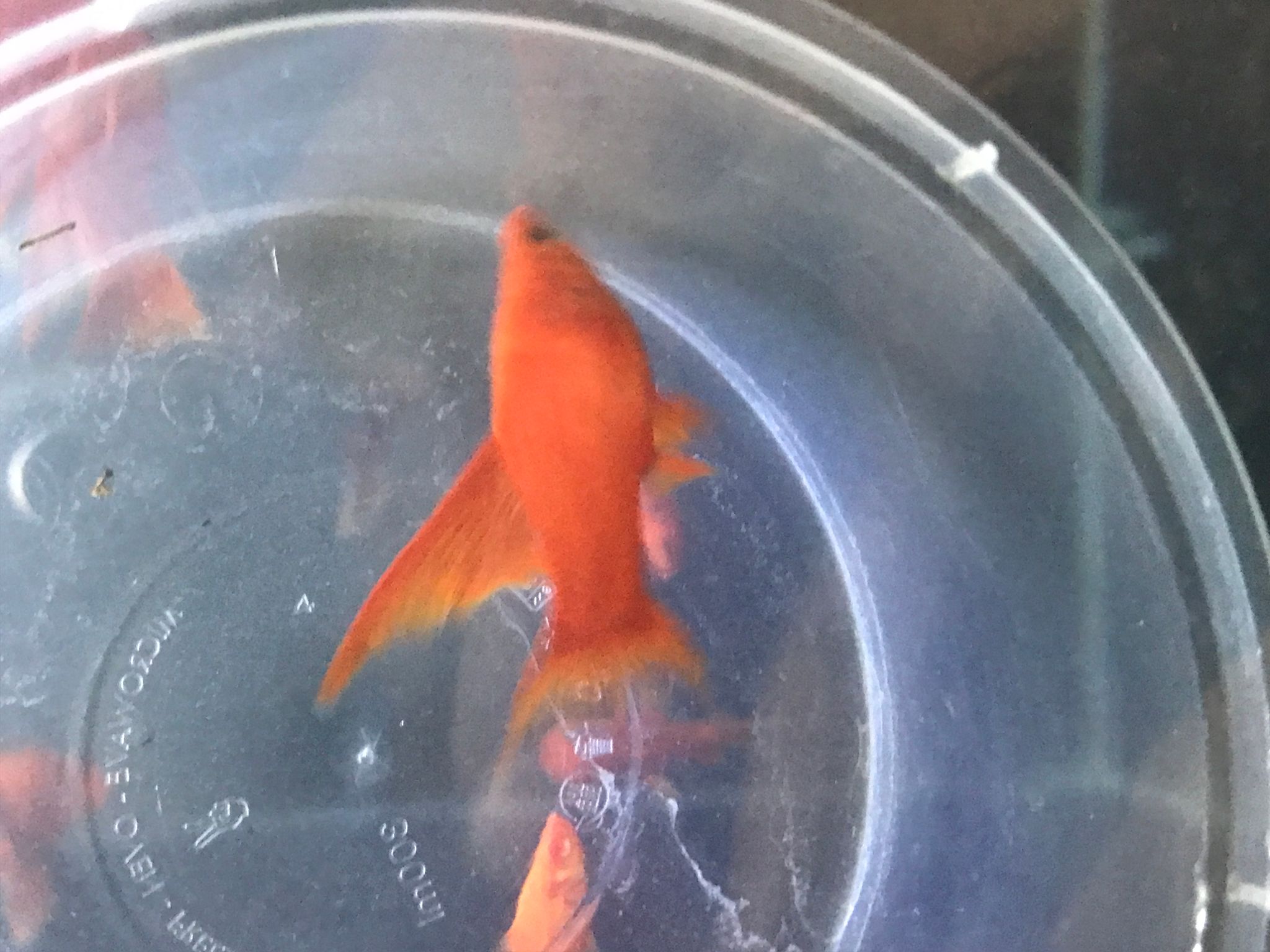Blood red lyretail sword tail 4-5 cm