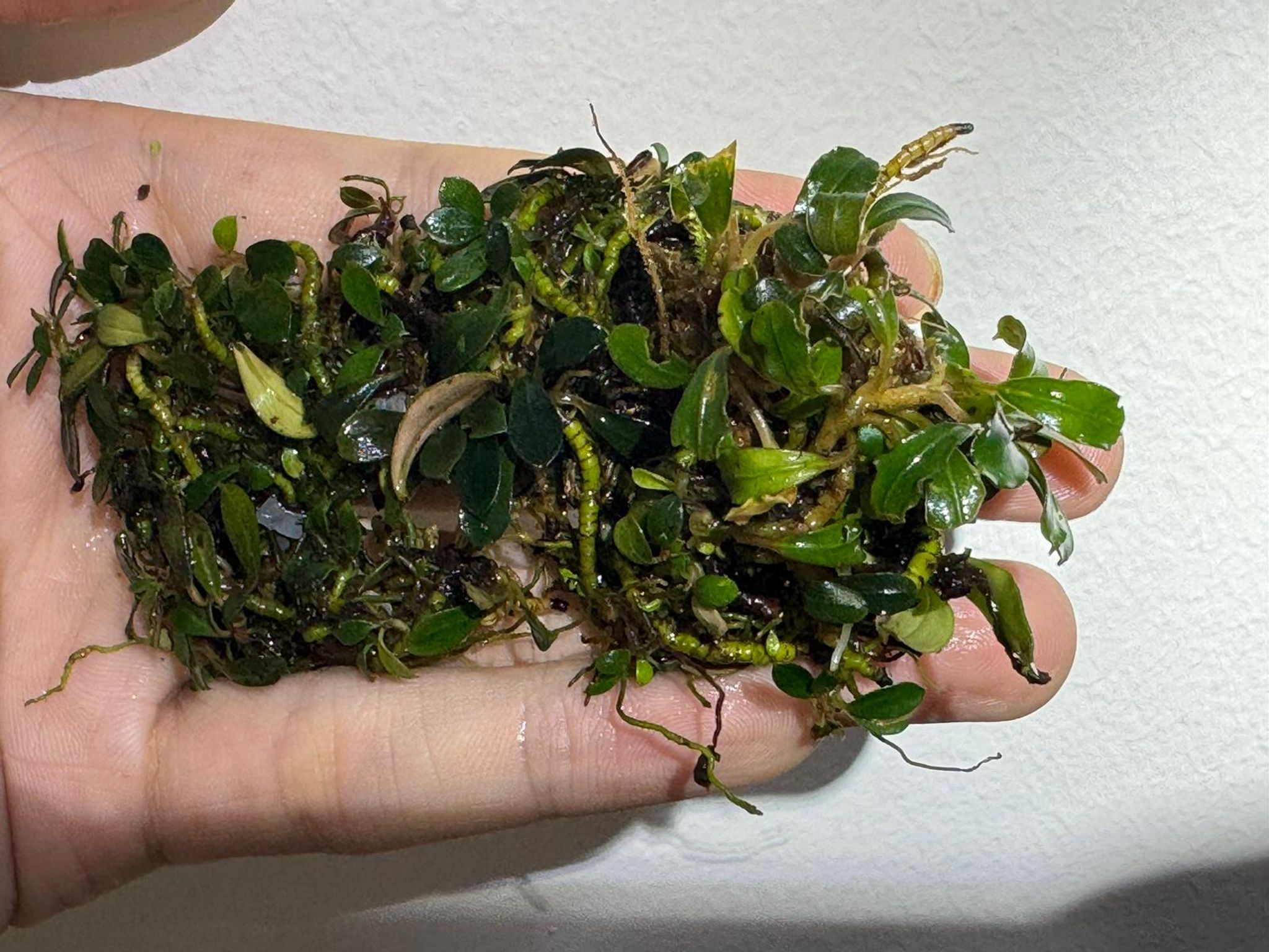 Product image Bucephalandra (Buce) - Aquarium Live Plant Bucep 3 icon arrow left boldicon arrow right bold Share: 0 Product Information Section Bucephalandra (Buce) - Aquarium Live Plant Bucep