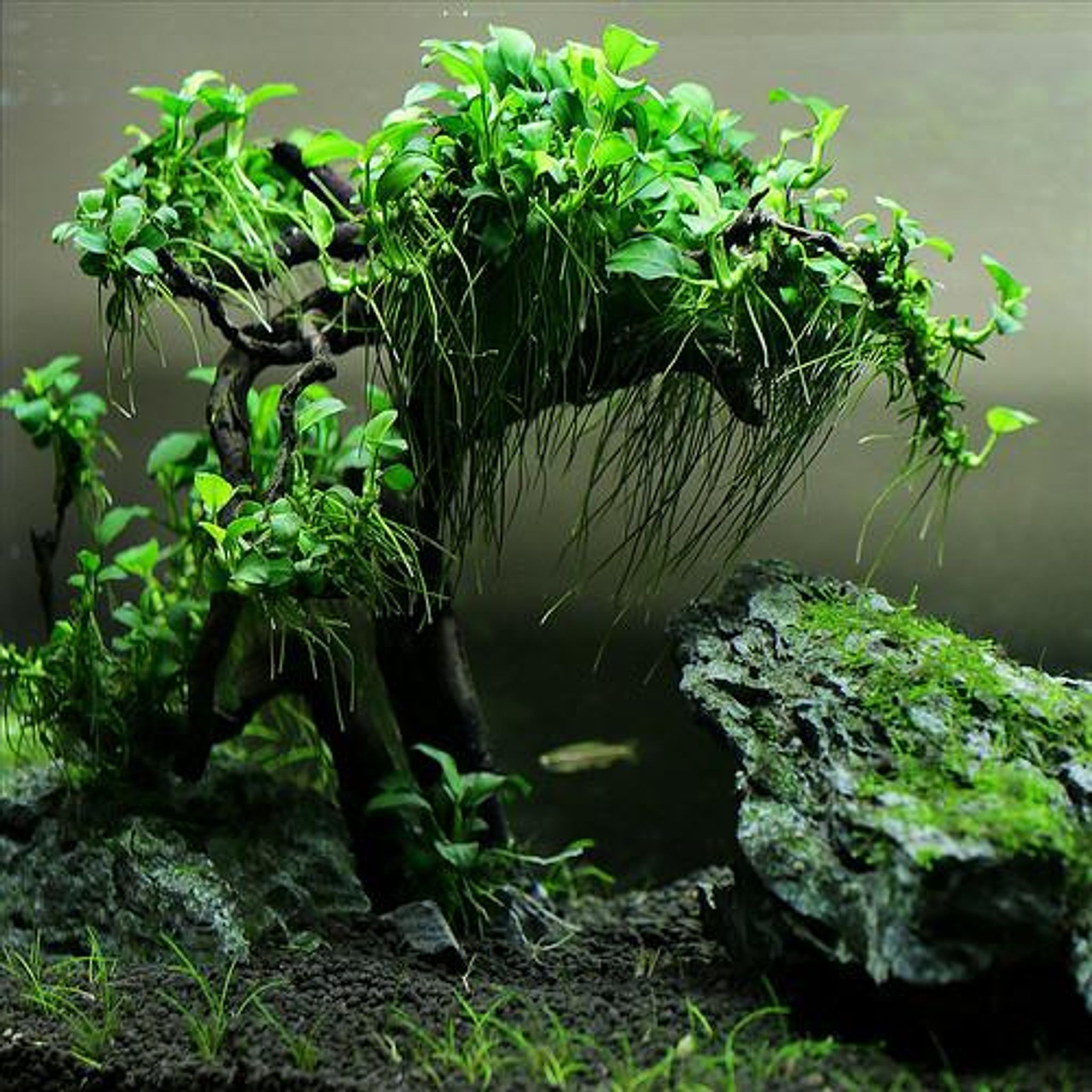 Anubias var. - Aquatic Live Plant Aquarium Aquascape Anubias Nana Petite Golden Coin Coffeefolia