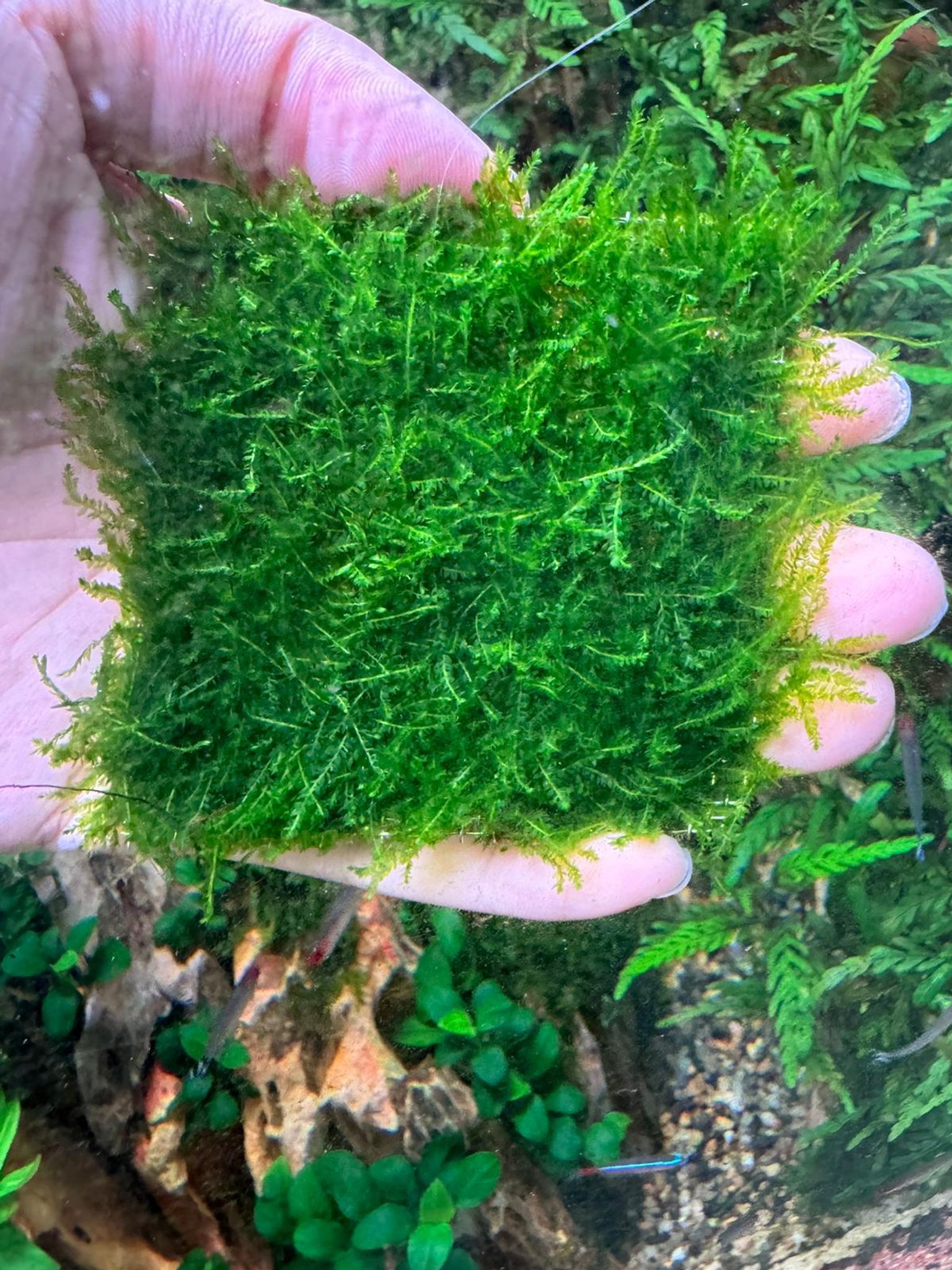Aquarium Live Aquatic Moss Assorted Moss Mesh (7x7cm)