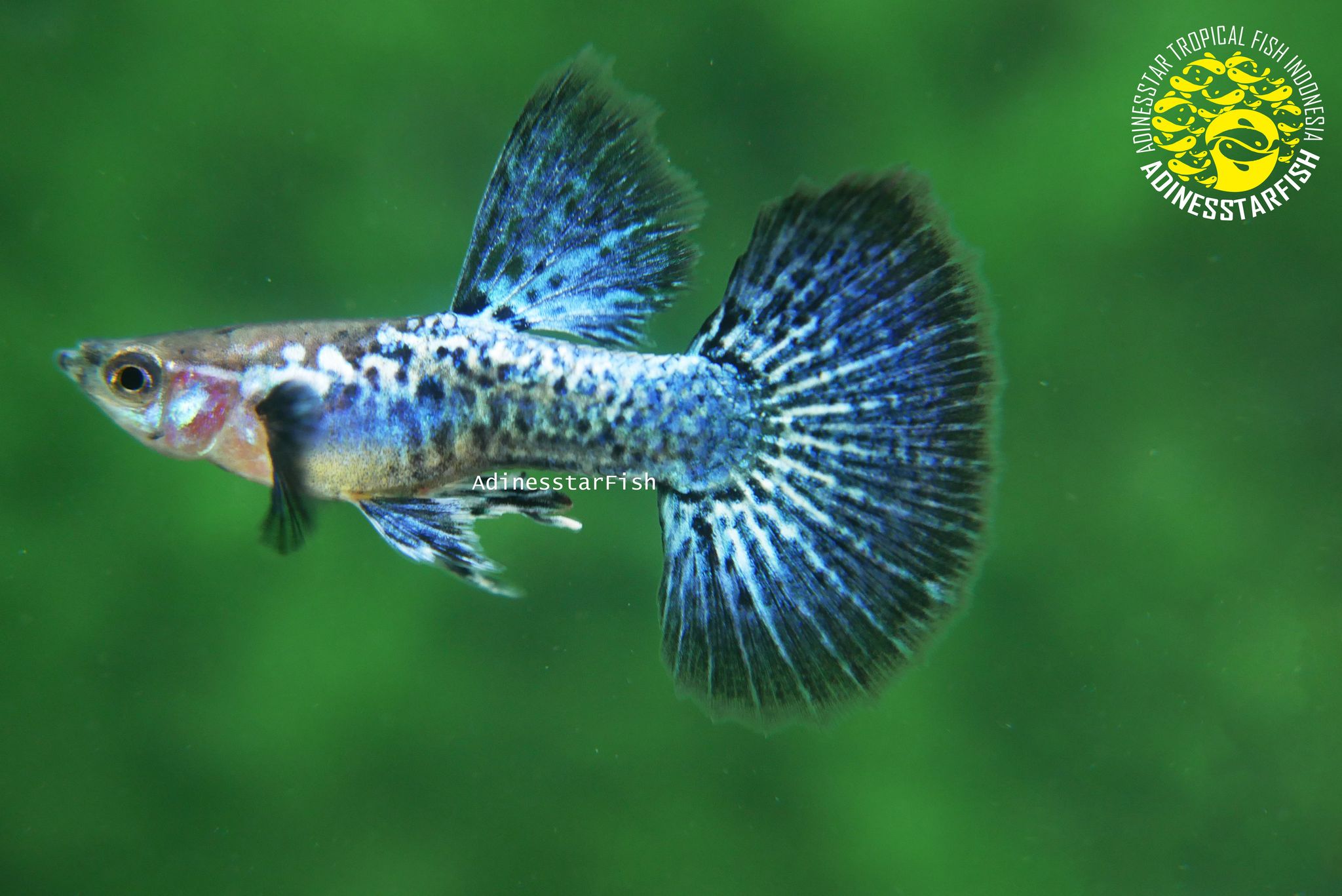 Blue Dragon Big Dorsal