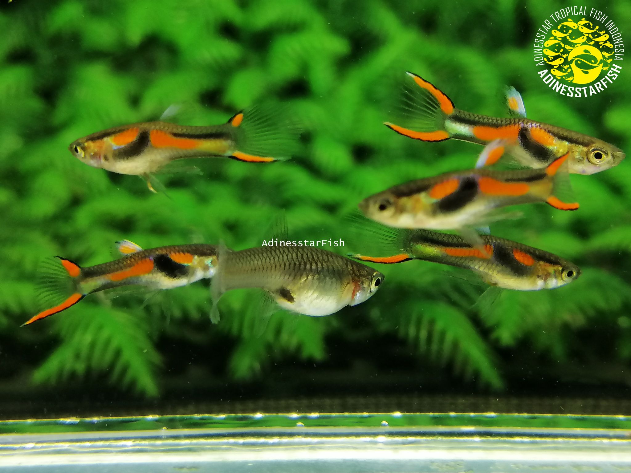 Endler Black Bar Hybrid 