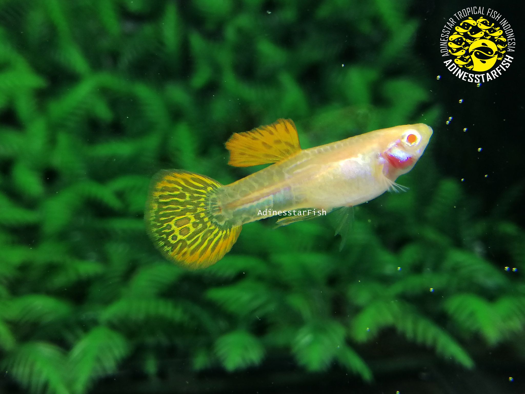Albino Red Lace Round Tail