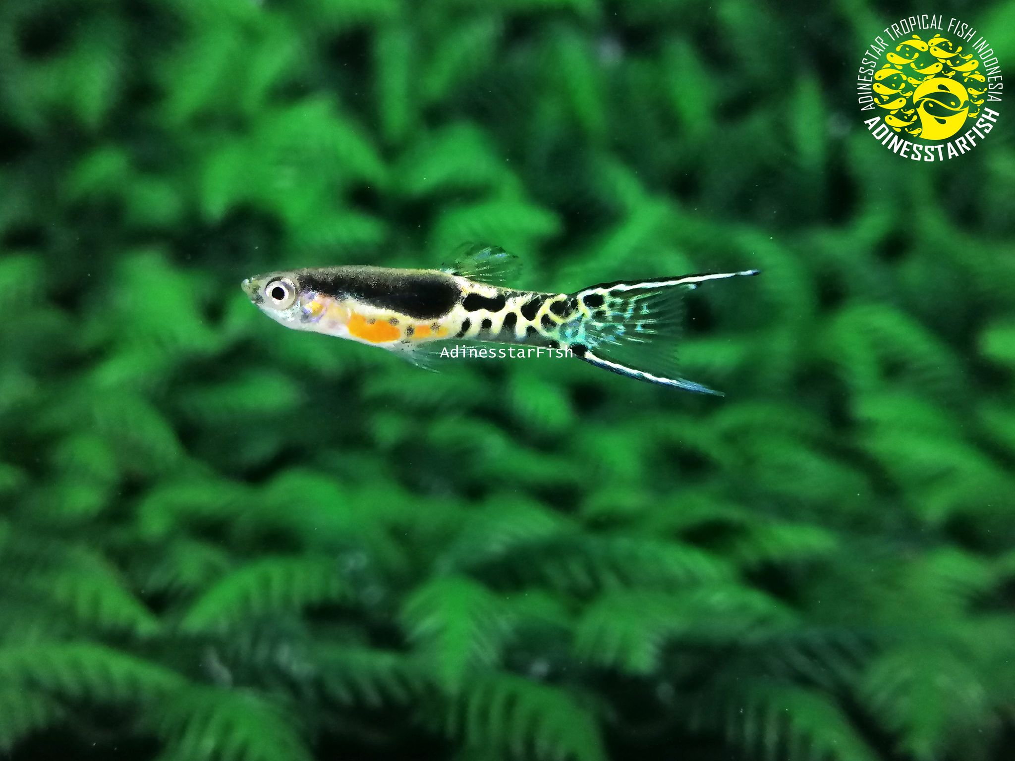 Endler Filigran Black Spot