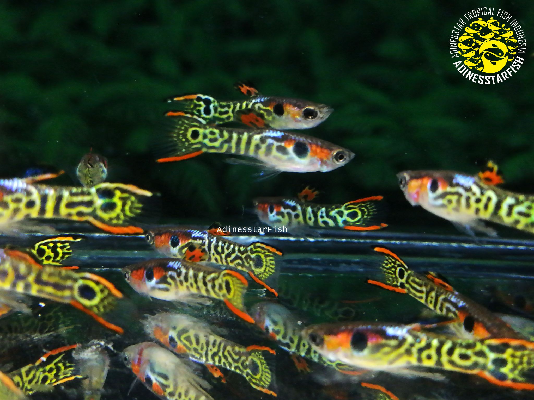 Endler Mini Tiger Hybrid Guppy