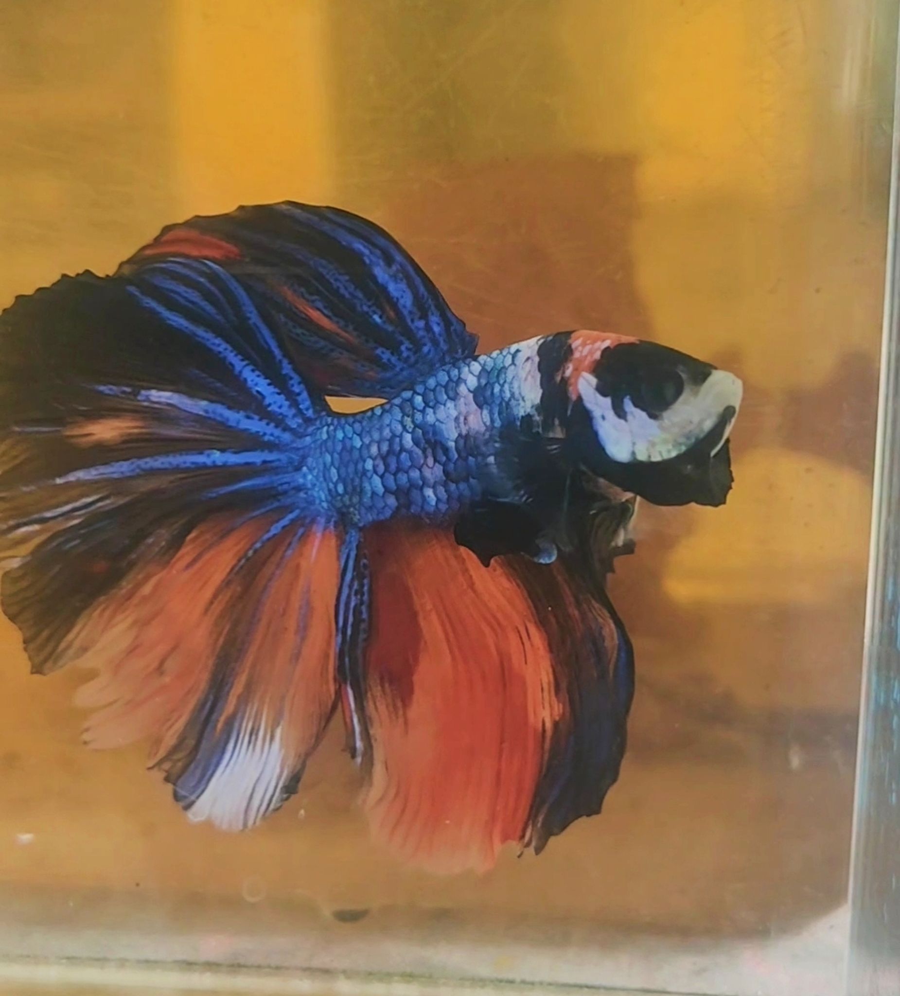 Bettafish halfmoon big size || Nemo multycolour long tail || bettafish halfmoon