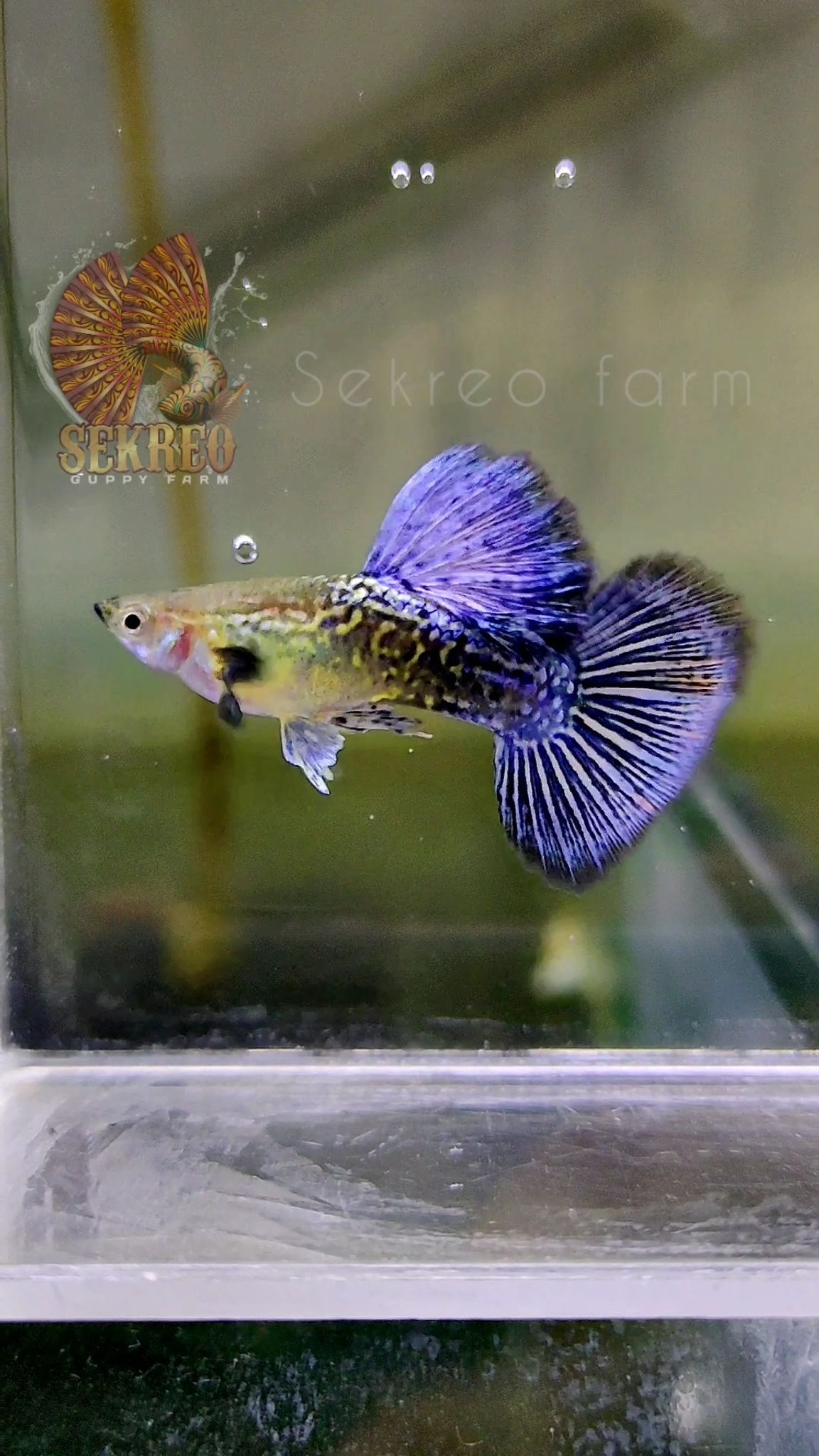 BLUE DRAGON BDS PREMIUM 
