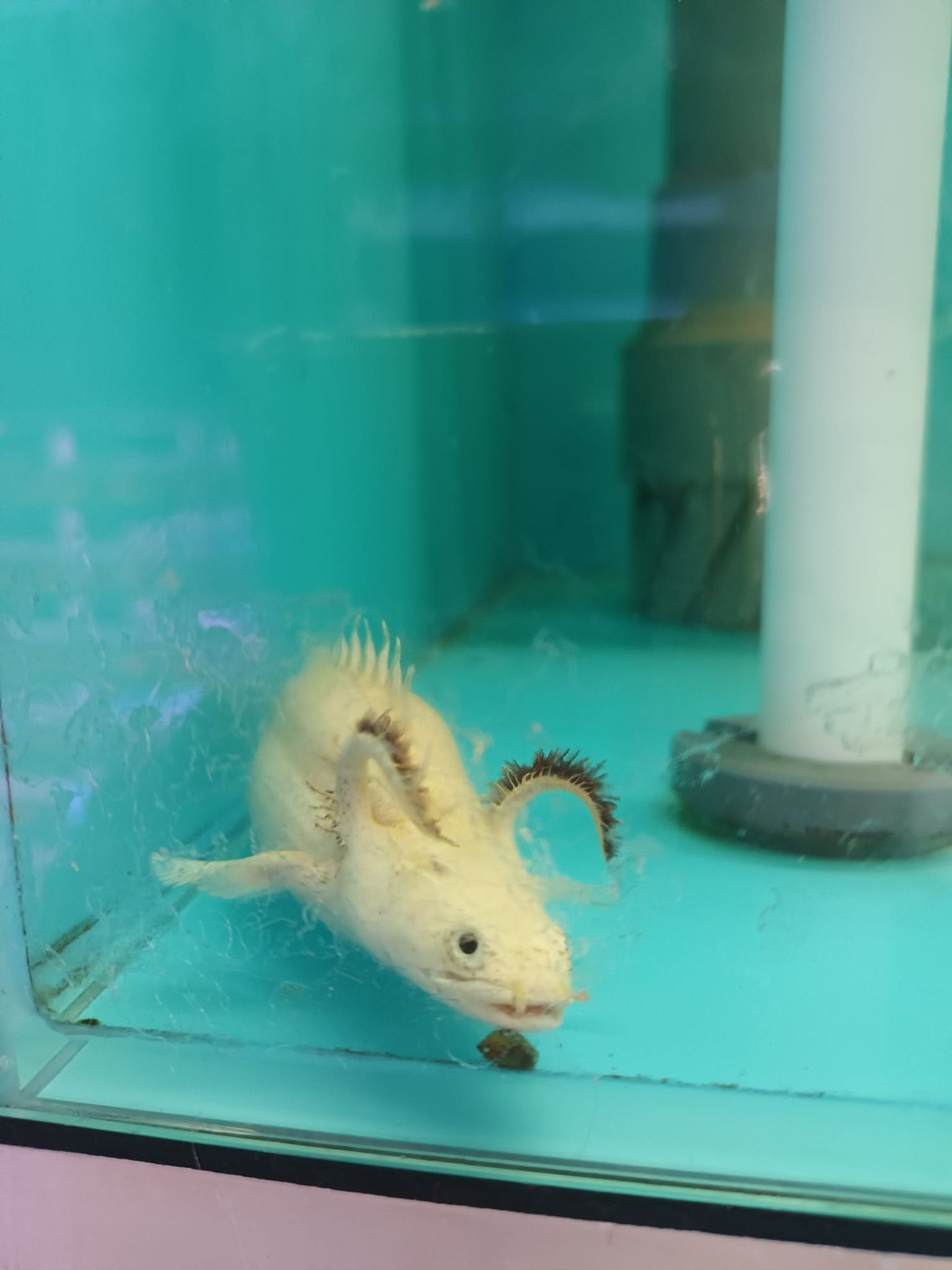 Albino bichir