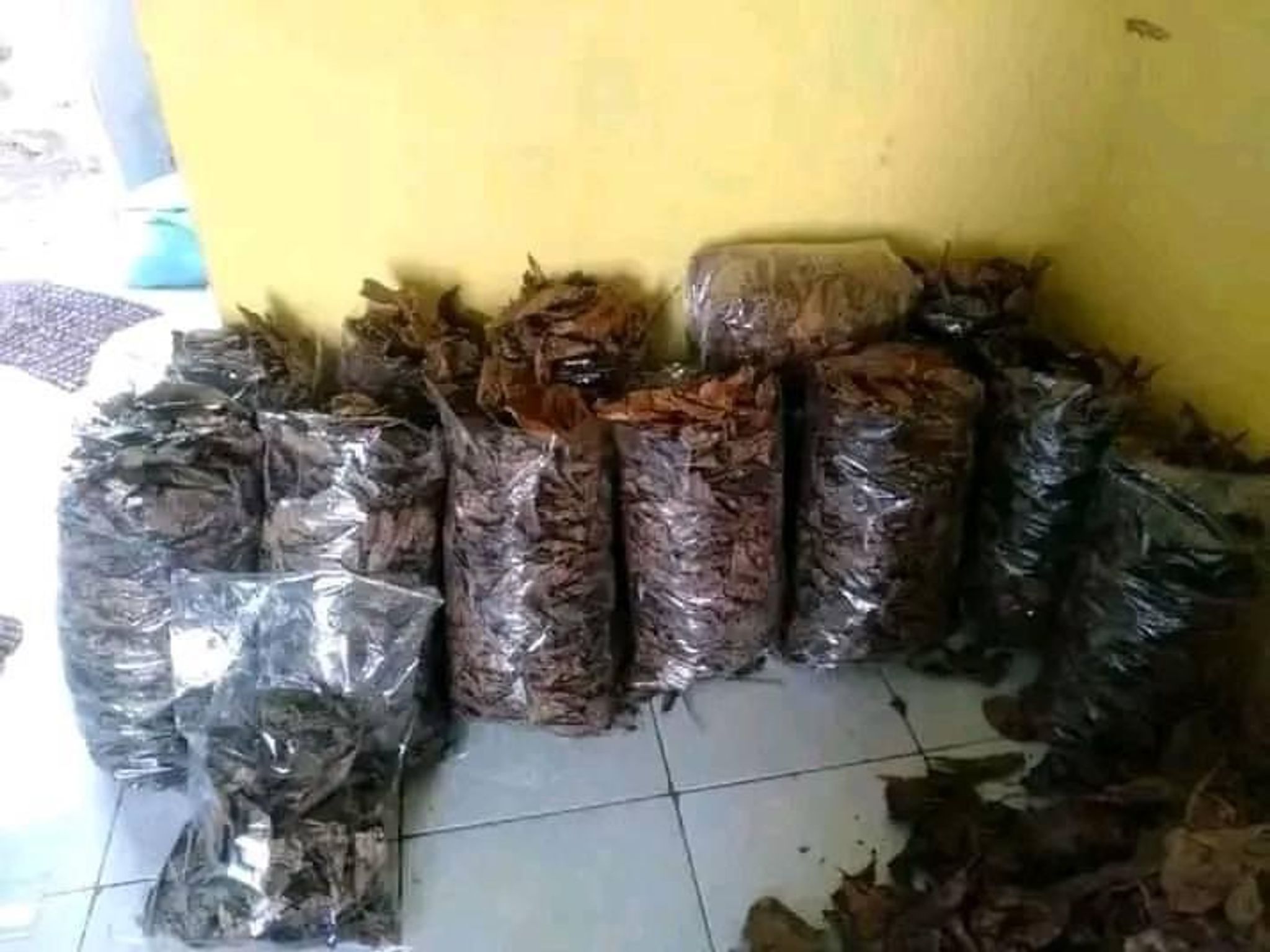 Indian almond leaves (Terminalia Catappa Indonesia)