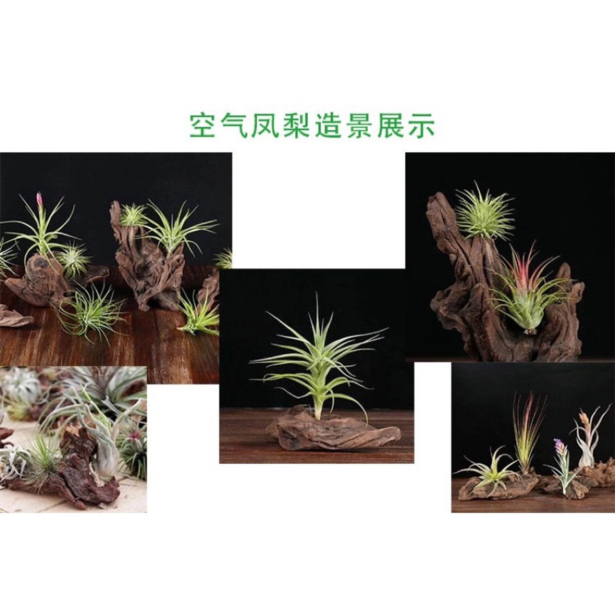 Aquarium terrarium Natural drift wood micro hardscape decoration air plants