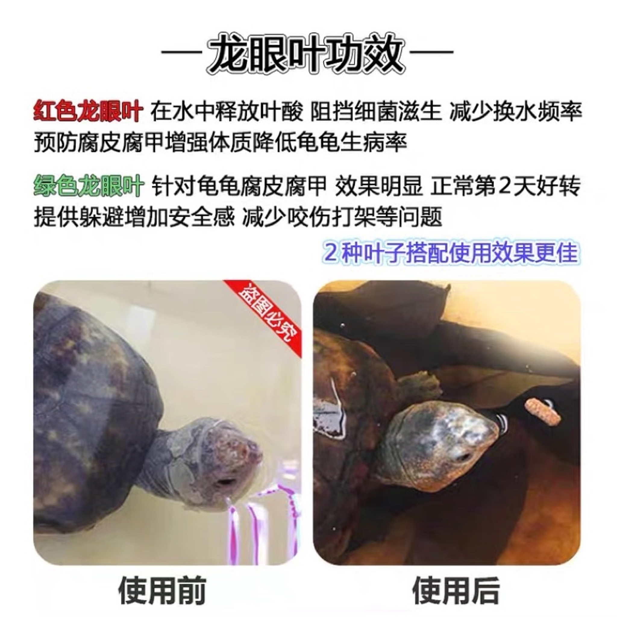 Natural longan leaf for terrapin turtle tank local seller
