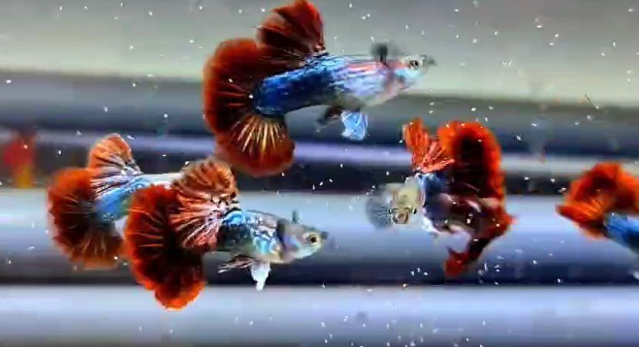 Red Dragon Guppy Pair