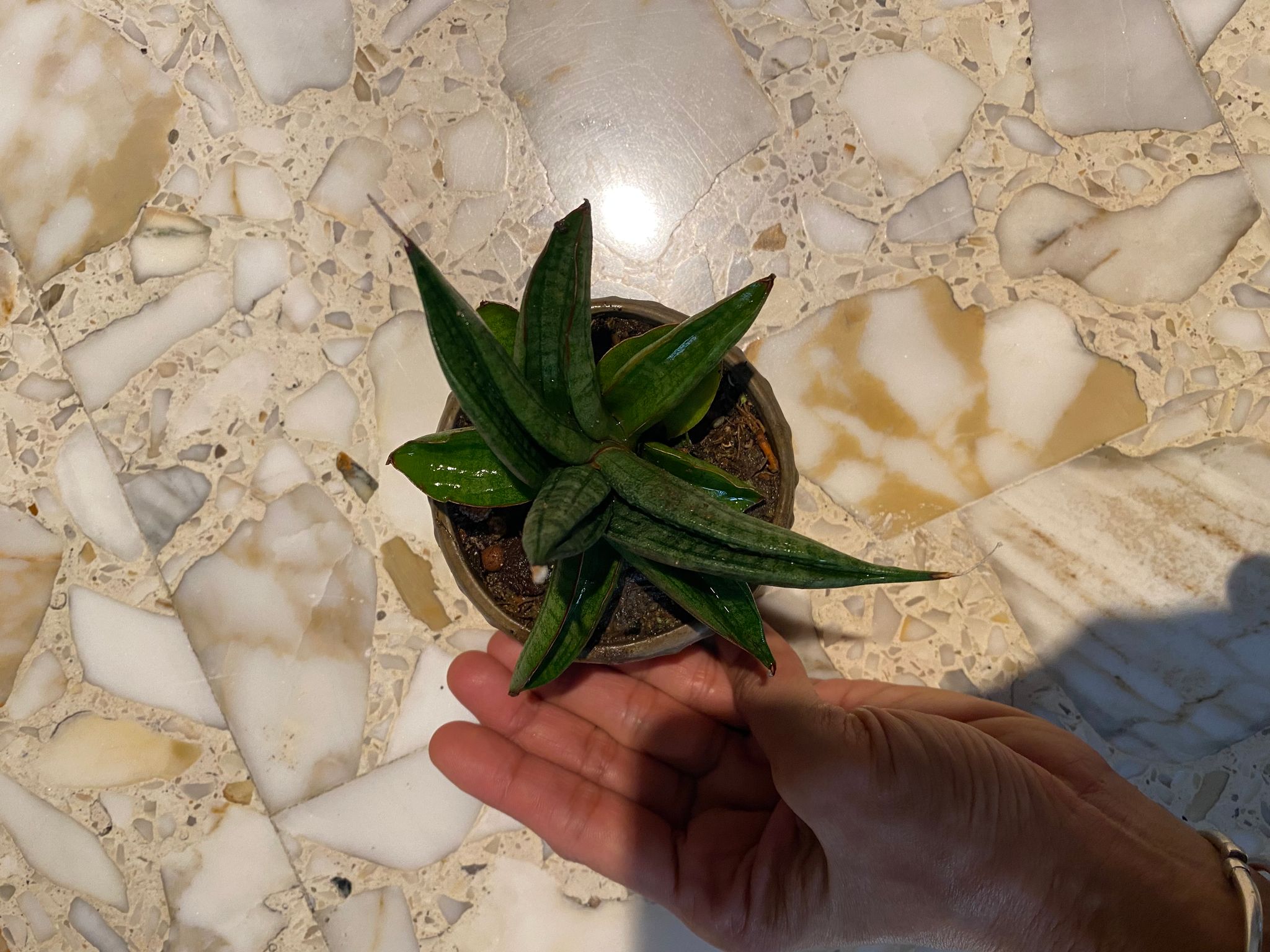 Sansevieria patens