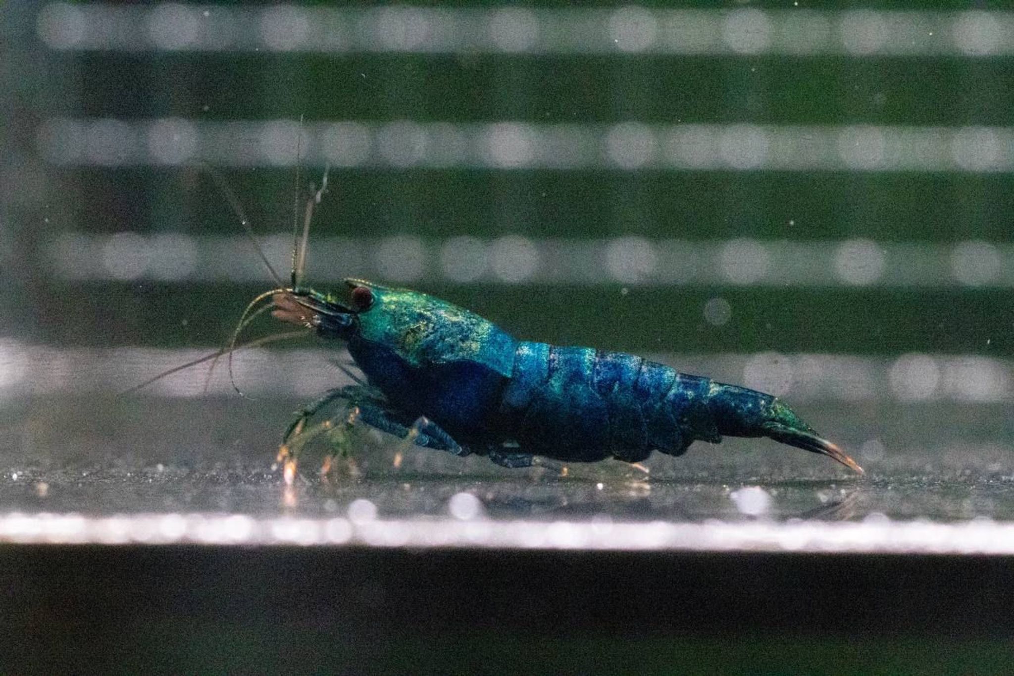 Blue bolts (juveniles)