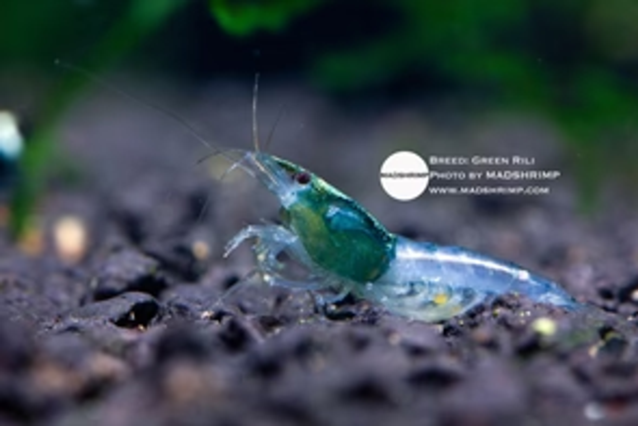 Green Rili Shrimp